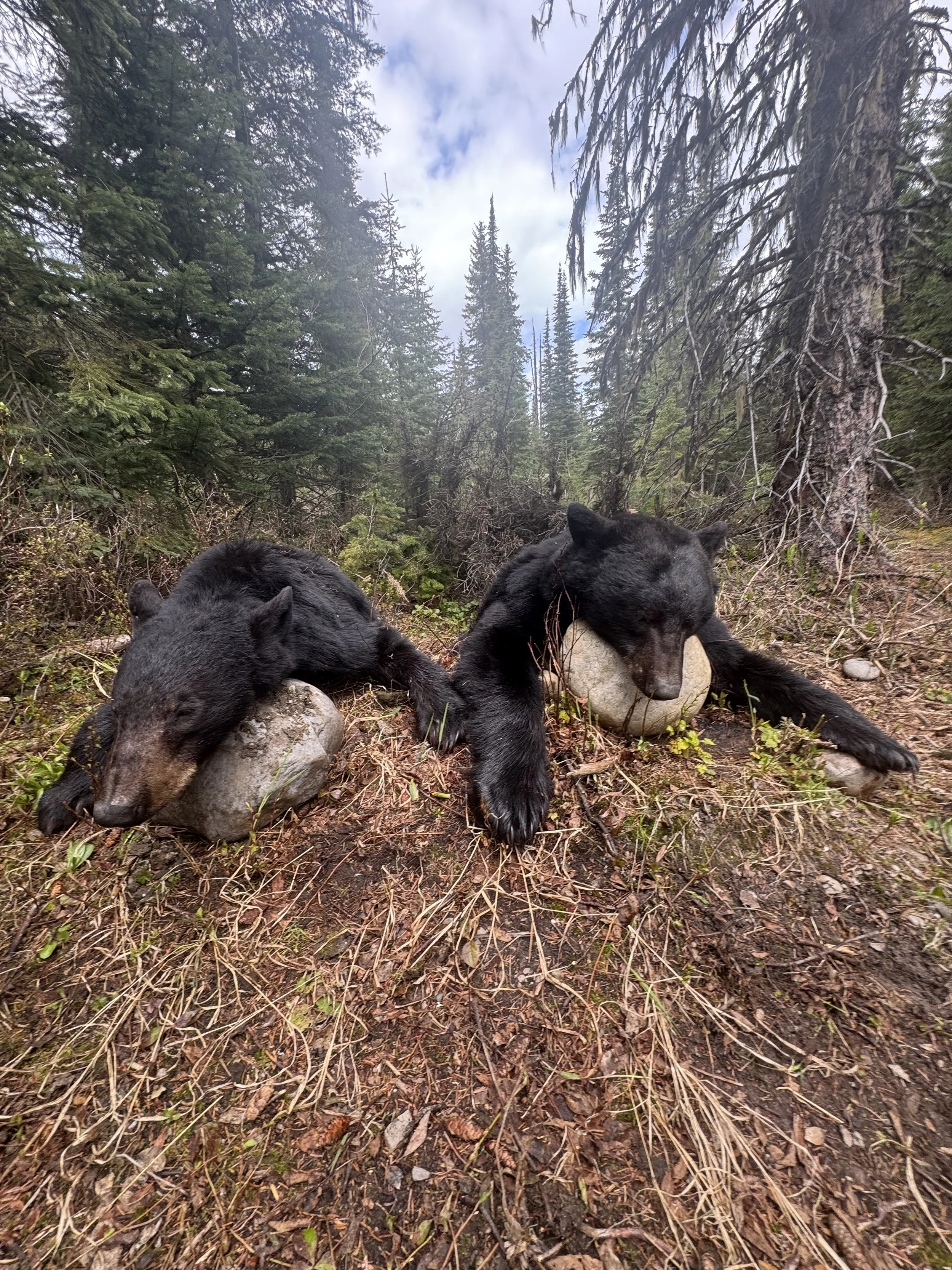 Two black bears resting on the ground in a forested area, each leaning on a large rock, with trees and a cloudy sky in the background.