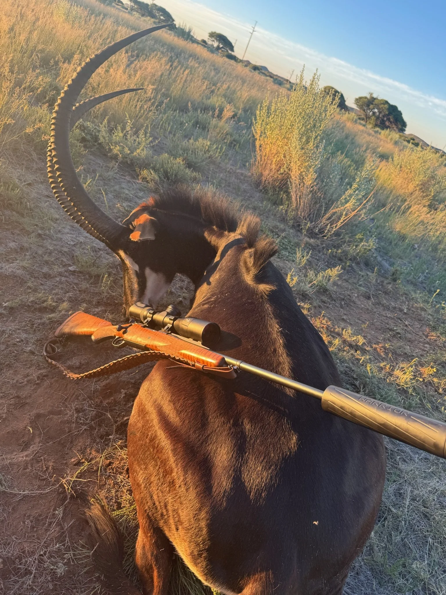 A hunting scene with a black antelope and a scoped rifle lying on its back in an open field with tall grass and bushes, under a sky with some clouds.