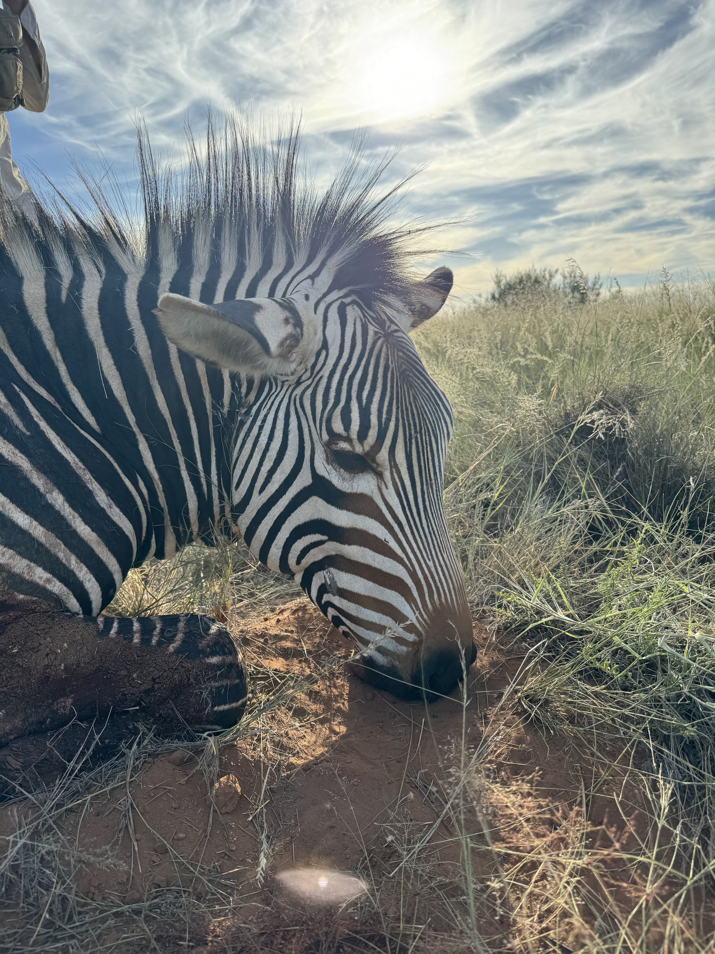 A zebra lying on the ground in a grassy savanna under a partly cloudy sky.