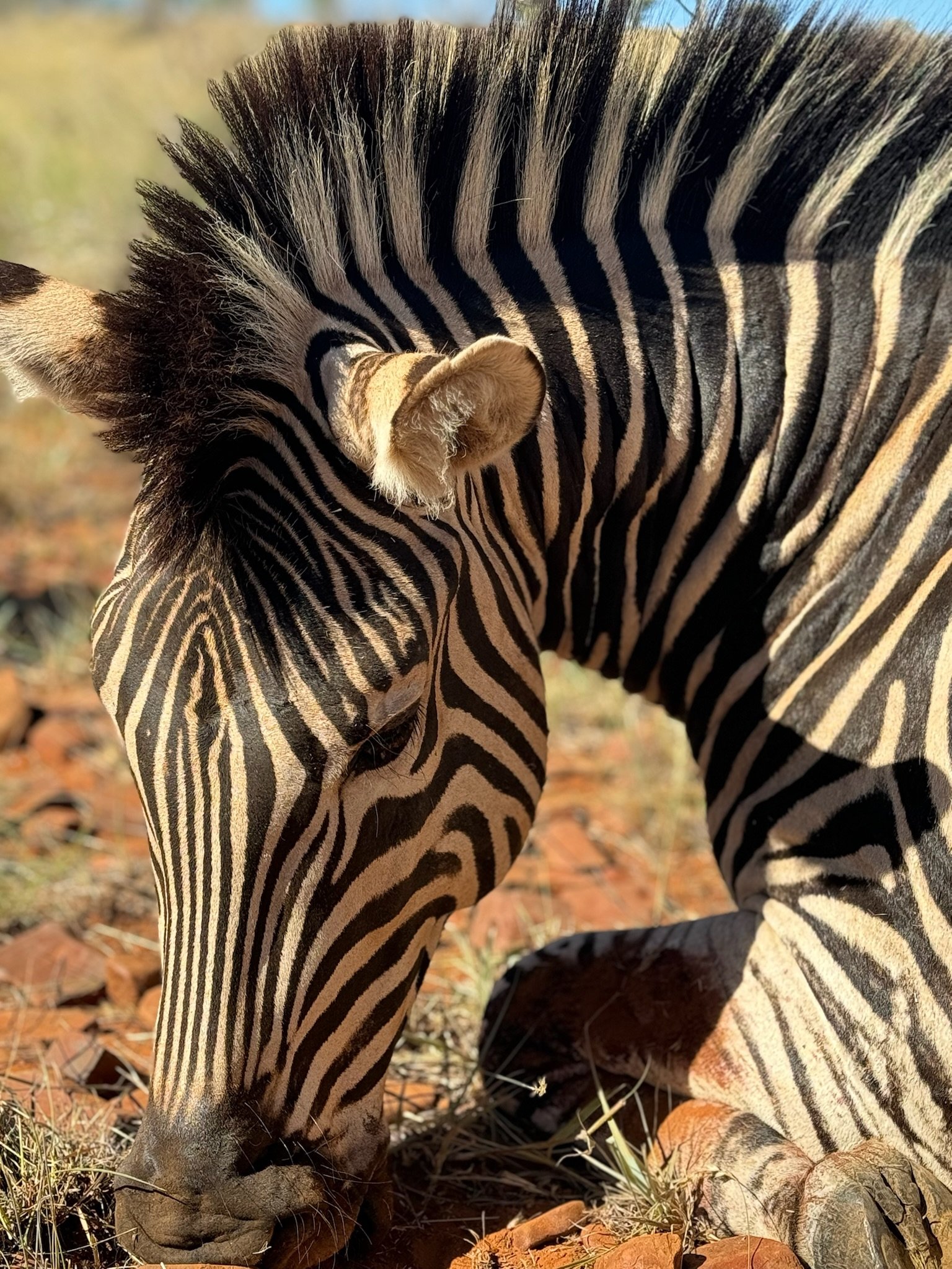 Close-up of a zebra grazing on the ground with autumn leaves, showing its black and white striped face, mane, and ear.