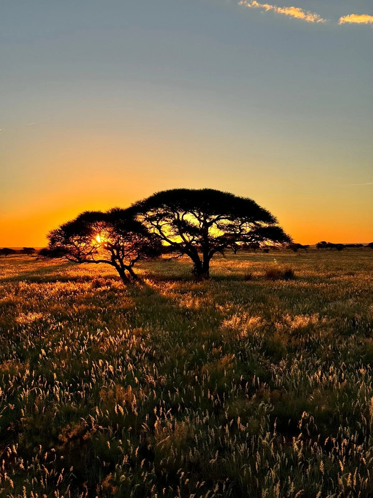 A scenic landscape of a savanna at sunset with two large acacia trees silhouetted against the orange sky, tall grasses in the foreground, and a few clouds in the sky.