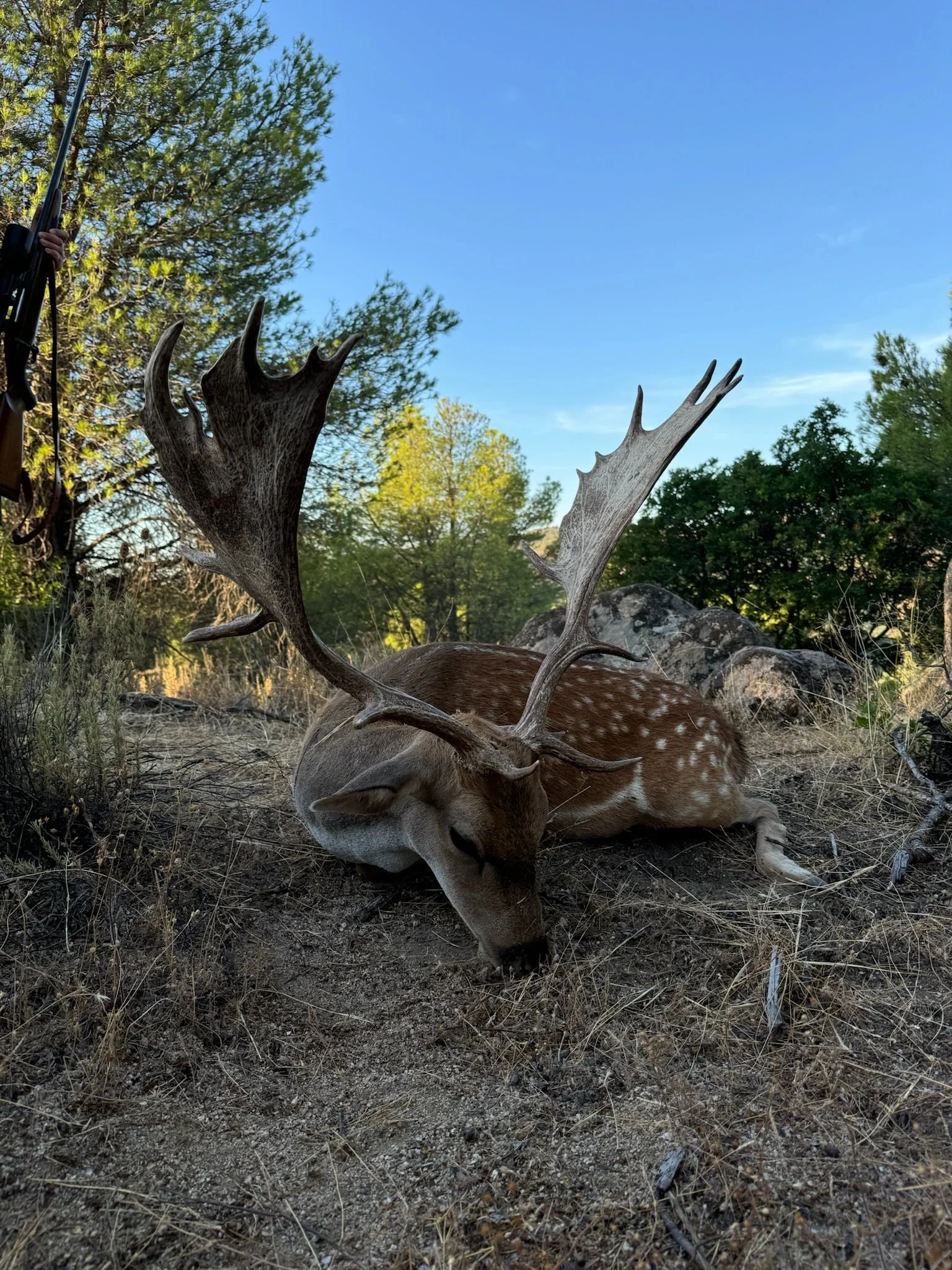 A deer with large antlers lying on the ground in a natural outdoor setting with trees and rocks.