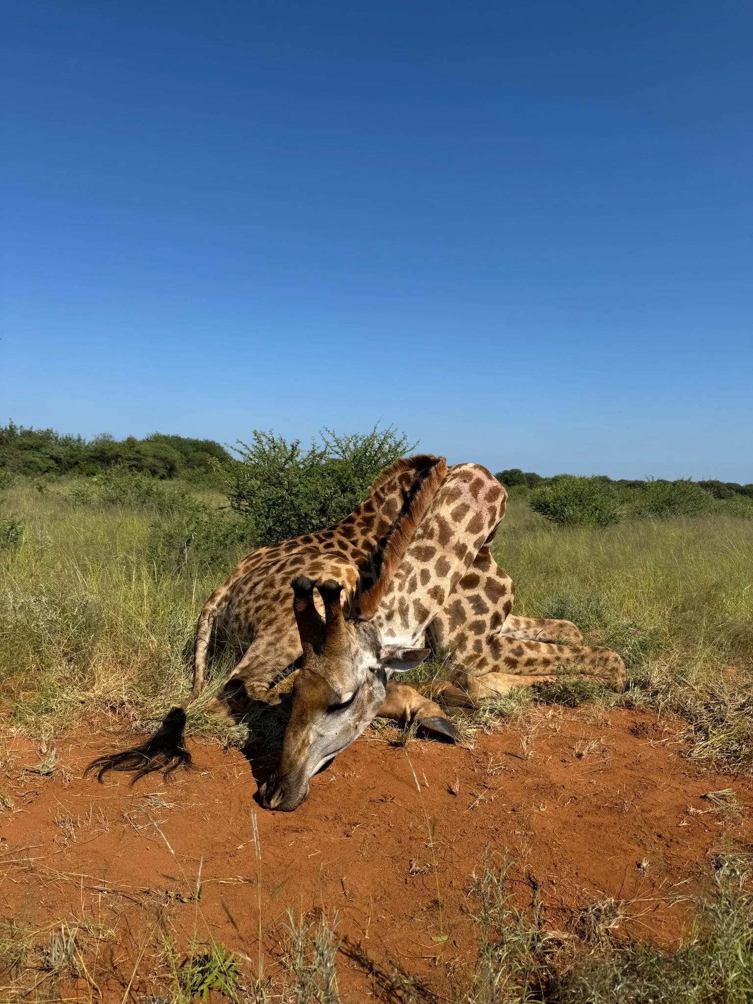 A giraffe resting on the ground in a grassy plain with a clear blue sky.