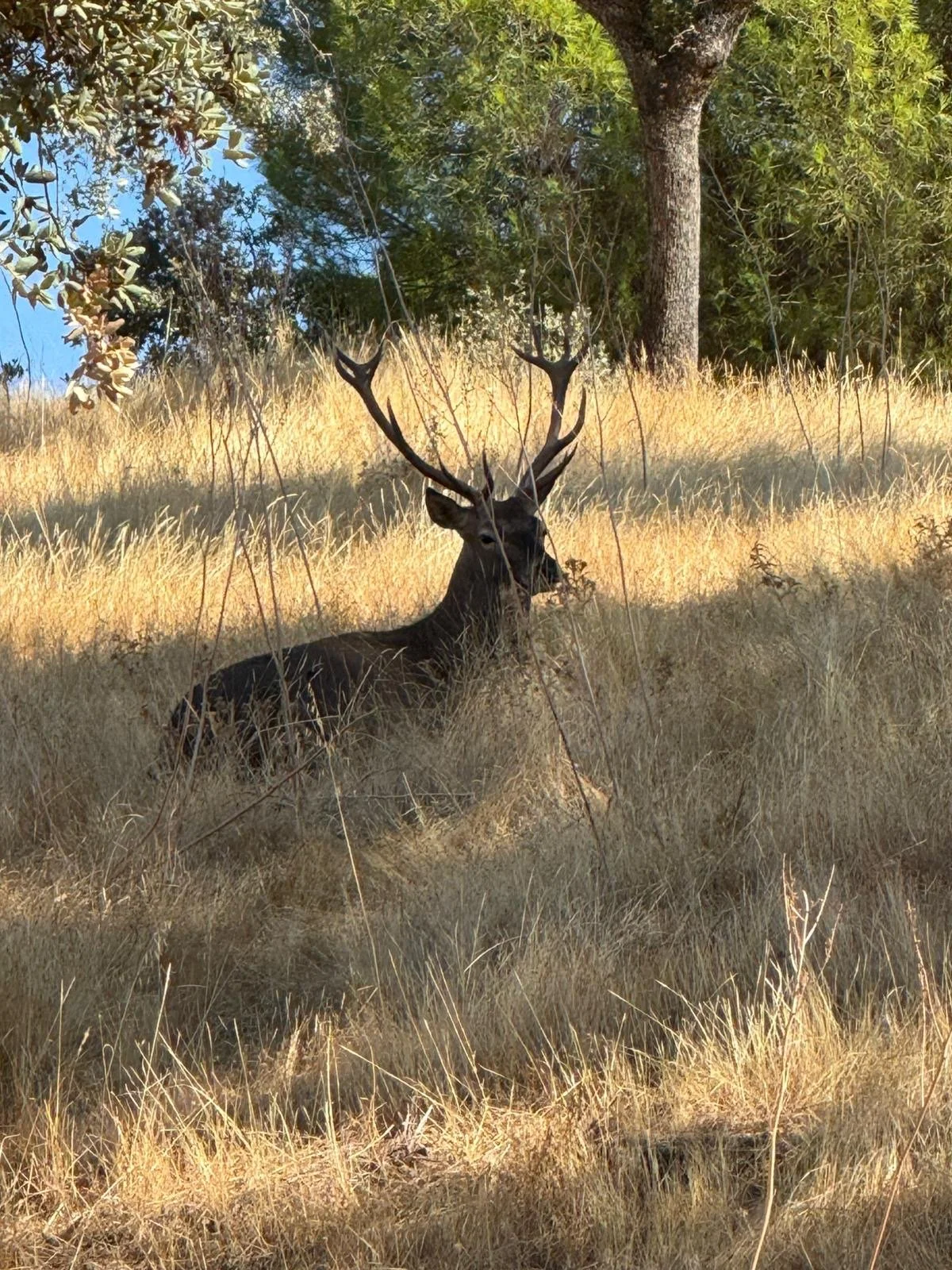 A deer with large antlers resting in a grassy field shaded by trees.