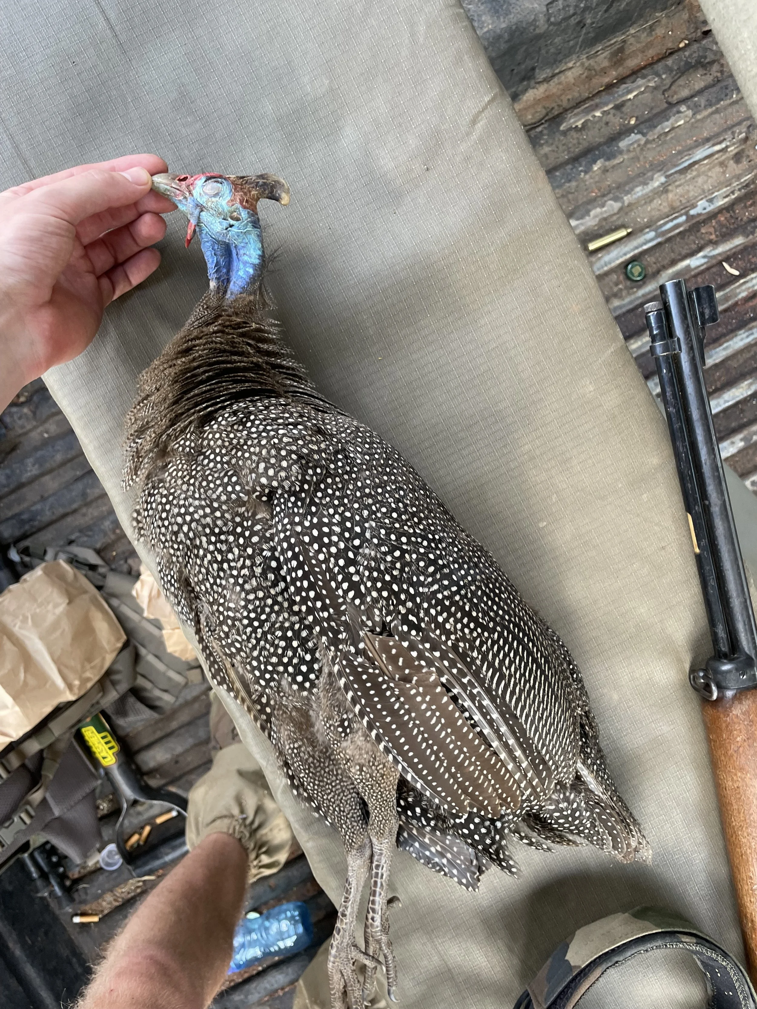 A person's hand holding the head of a wild turkey, laying on a textured surface with tools and supplies around.