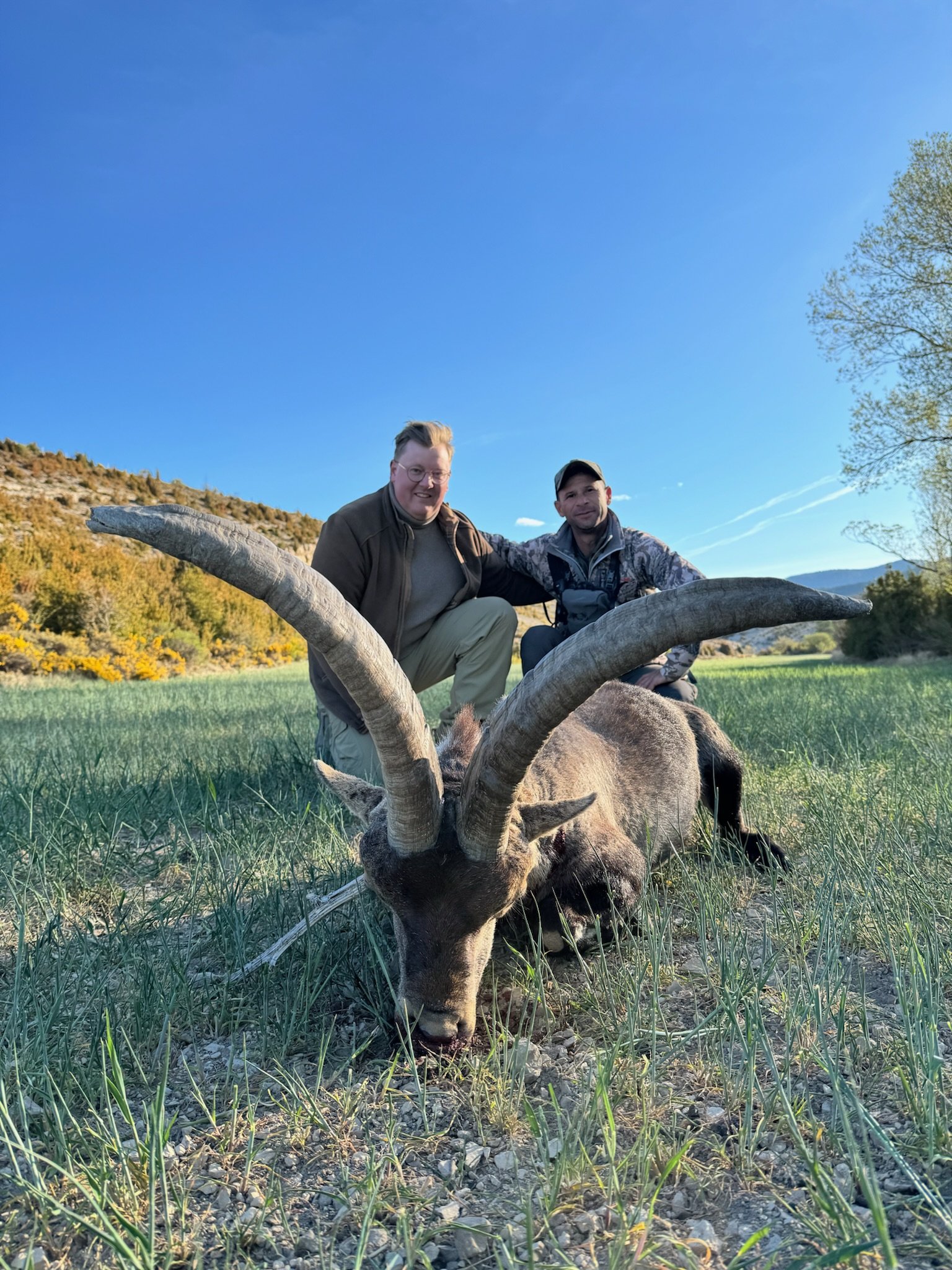 Two men in outdoor clothing squatting behind a large mountain goat with curved horns lying on the grass in a scenic outdoor setting with trees and hills in the background on a clear day.