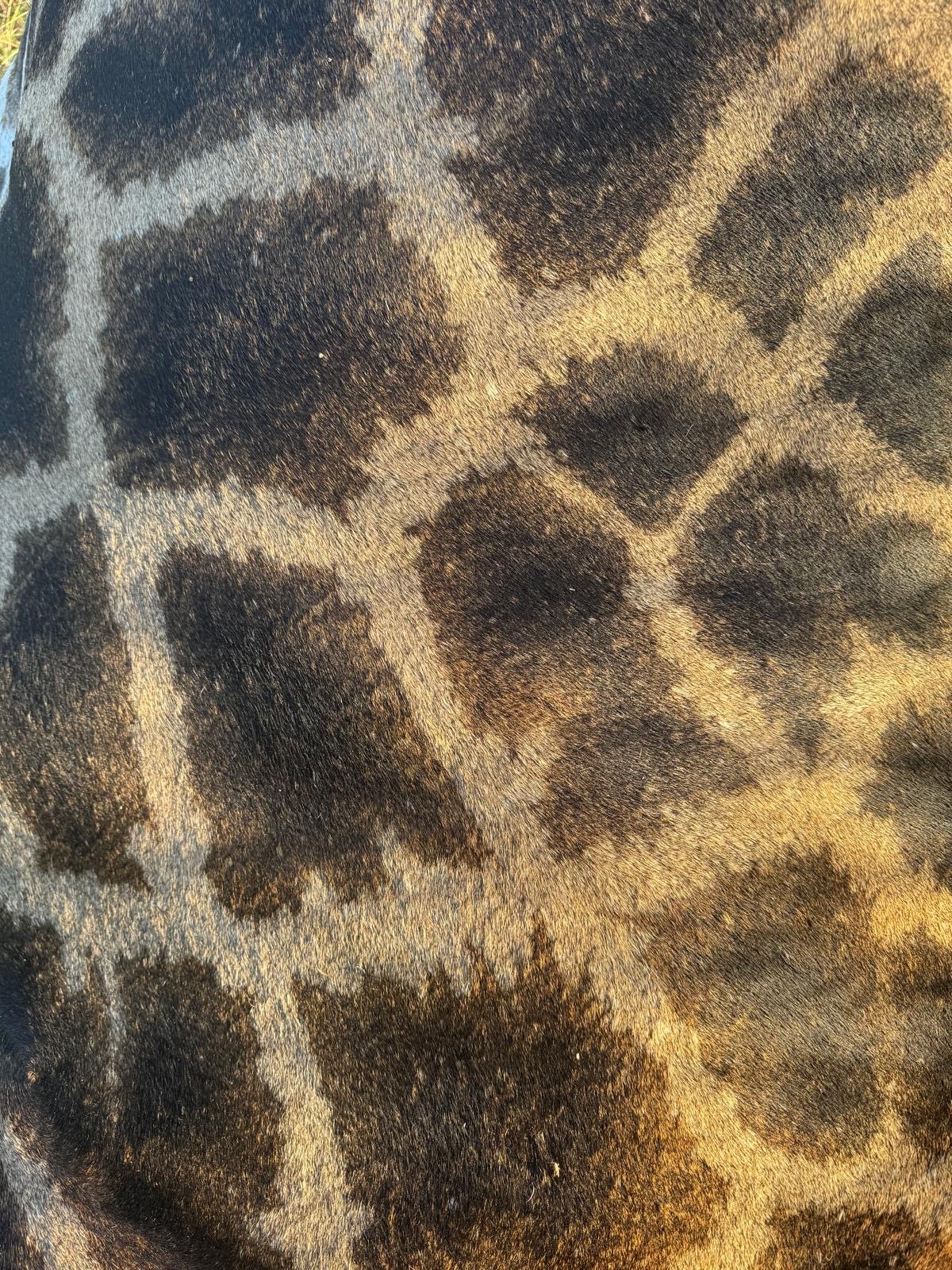 Close-up of a fabric with leopard print pattern in shades of brown, tan, and black.