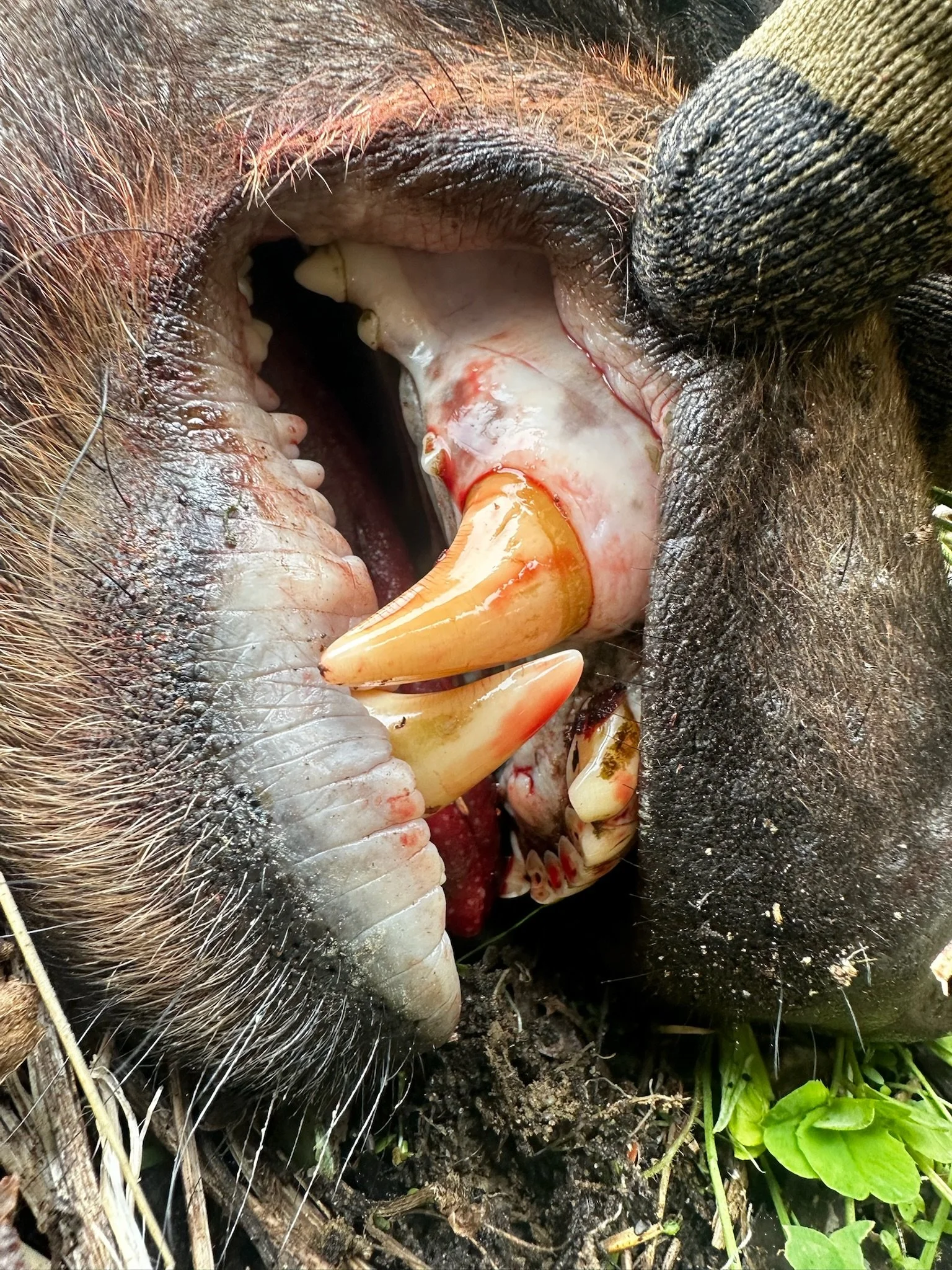 Close-up of the open mouth of a wild boar, showing large tusks, teeth, and pink interior, with some dirt and grass at the bottom.