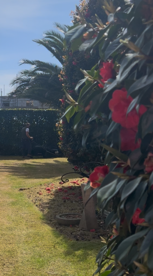 A person is mowing the lawn in a garden with large bushes and blooming flowers, near a hedge and a sunny sky.