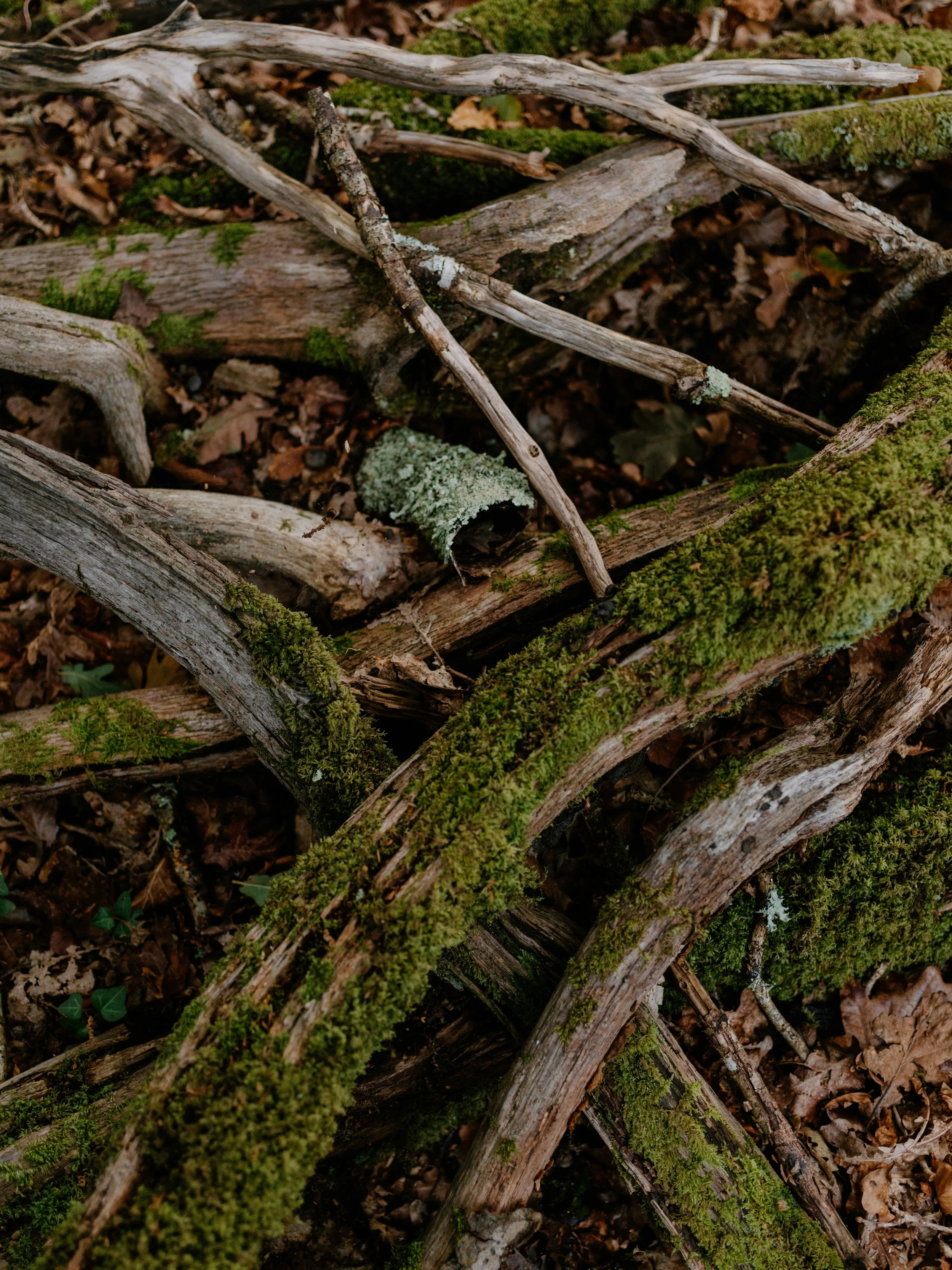 A pile of fallen tree branches and logs covered in green moss, with some lichen, on a forest floor with brown leaves.