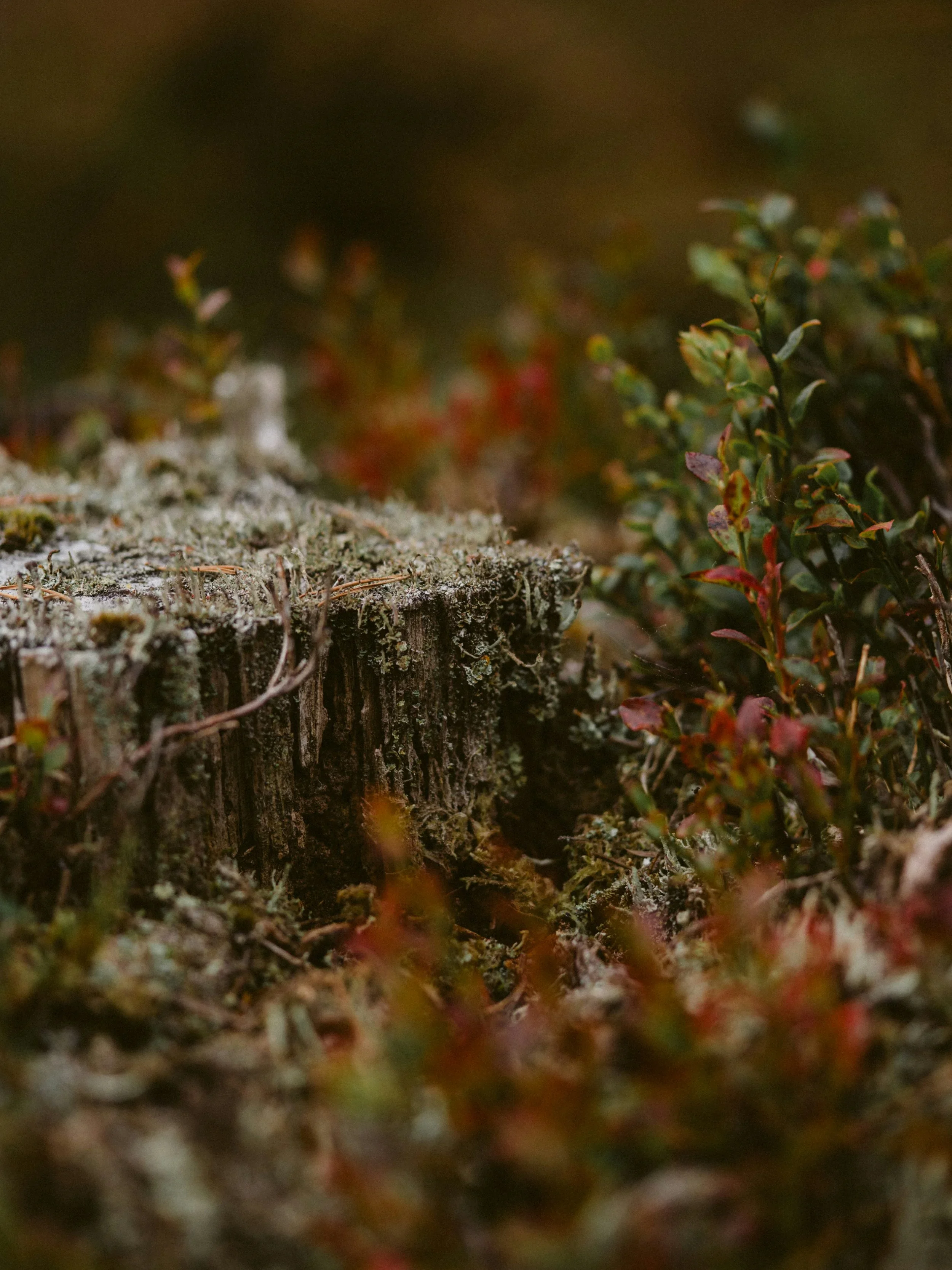 Close-up of a moss-covered tree stump with small green and reddish plants growing around it.