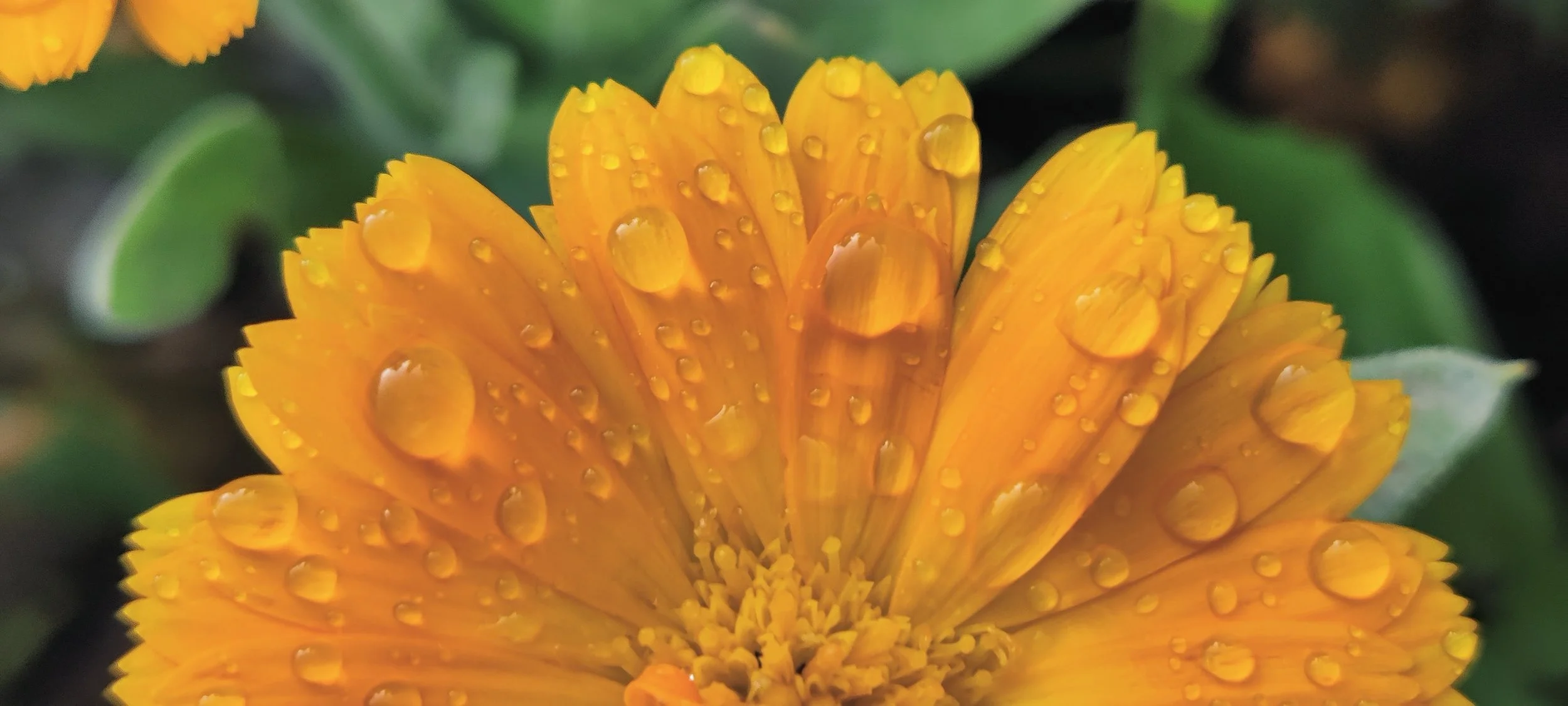 Fleur orange avec des gouttes d'eau