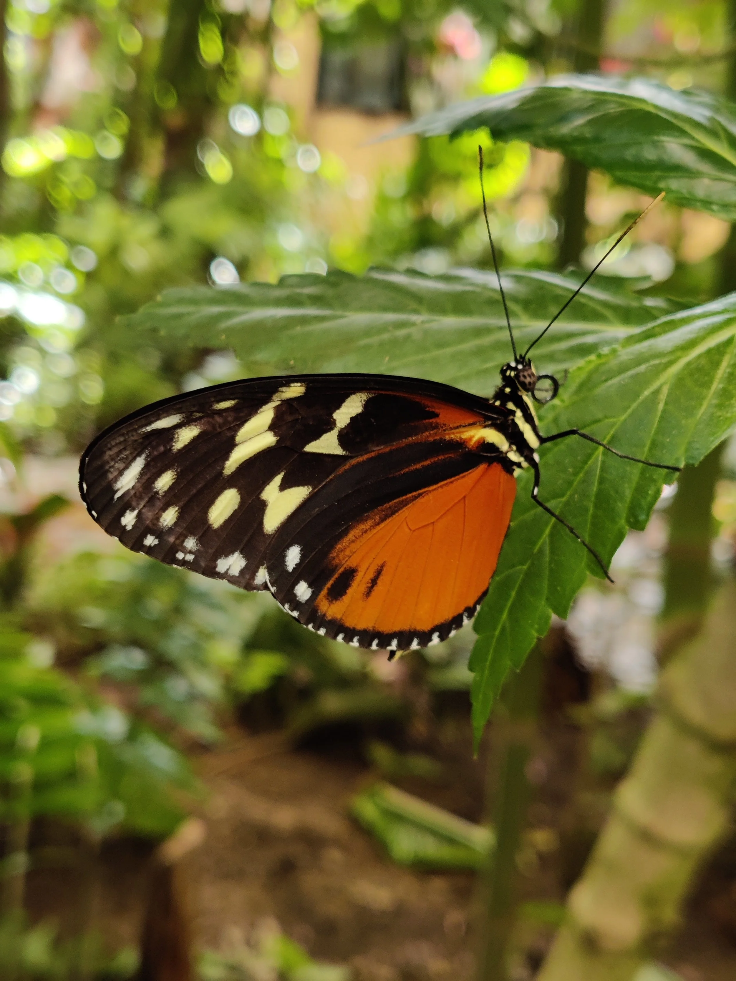 Papillon noir et orange posé sur une feuille verte.