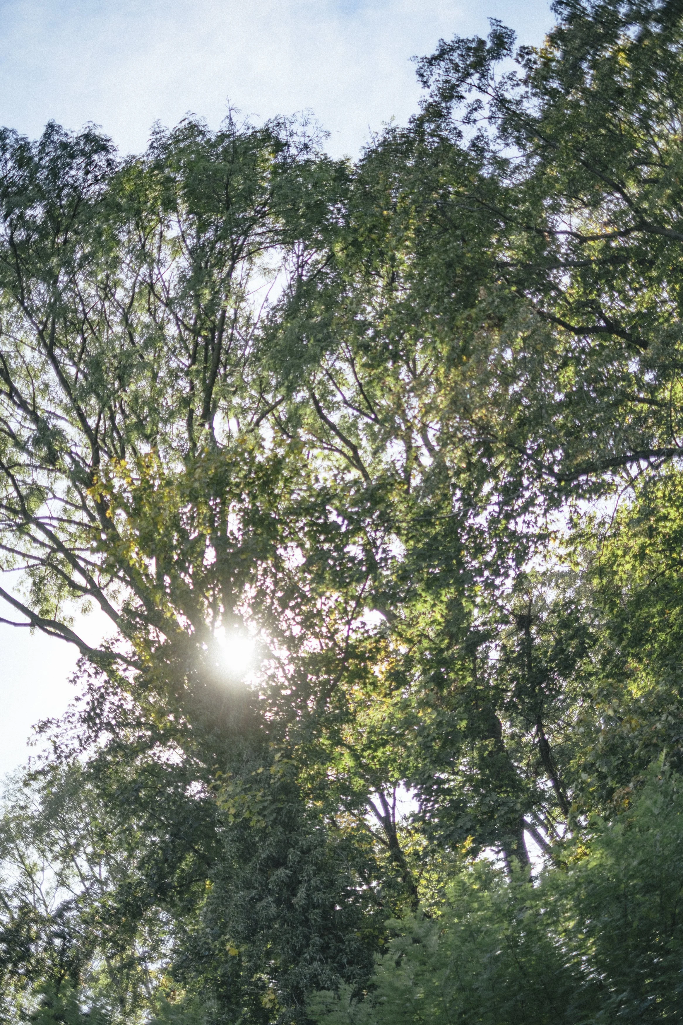 Echo Correspondence Forrest