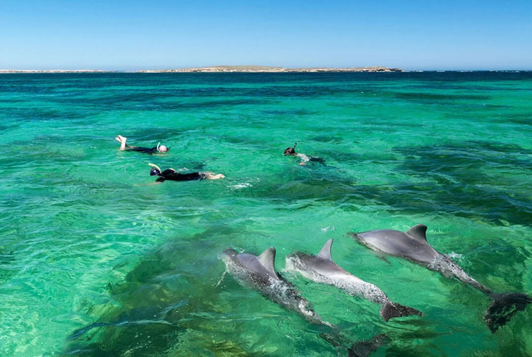Tamarin Bay Dolphin Watching & Snorkeling