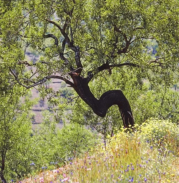 A tree with a twisted trunk growing on a hillside covered in wildflowers.