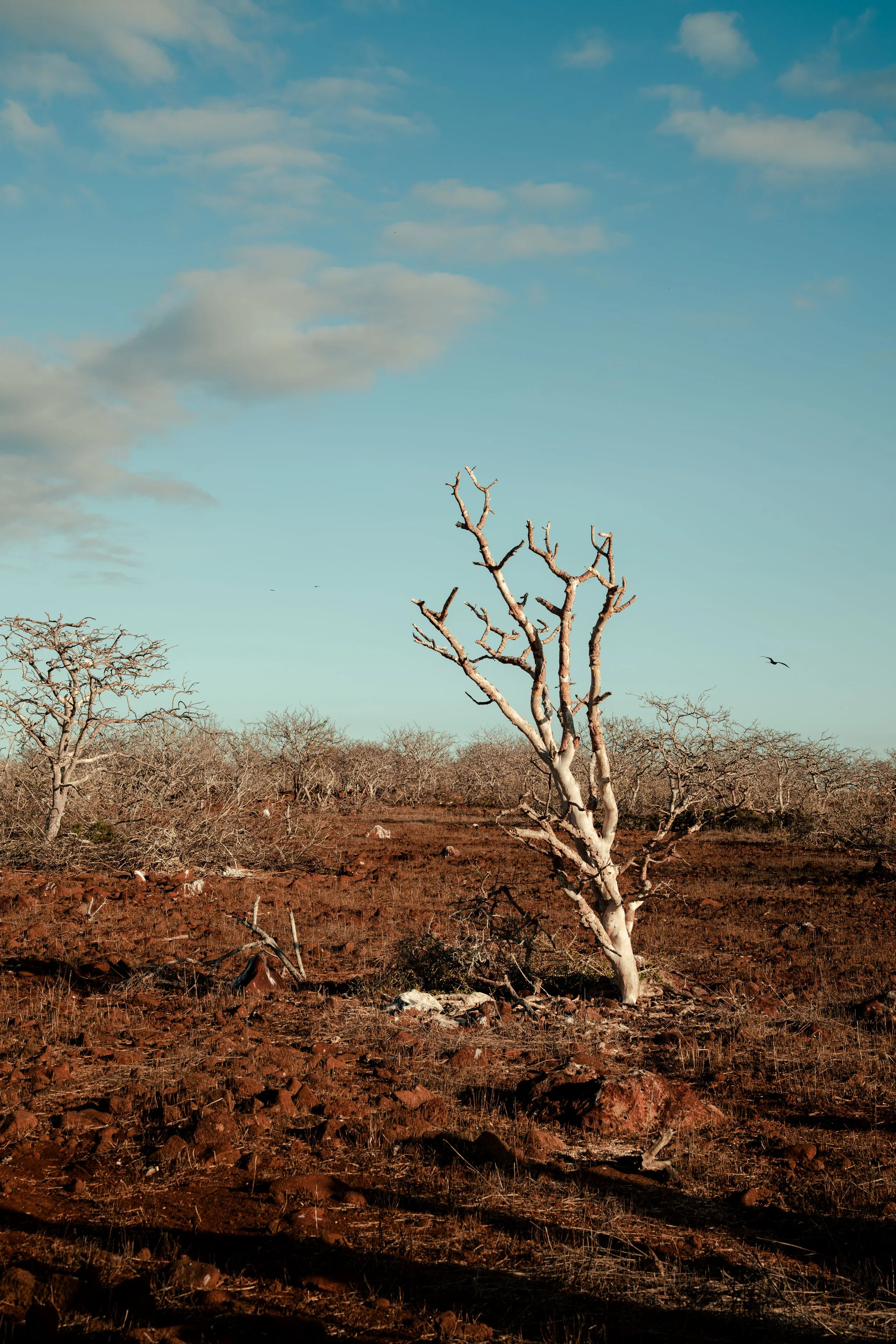 Galapagos-3.jpg