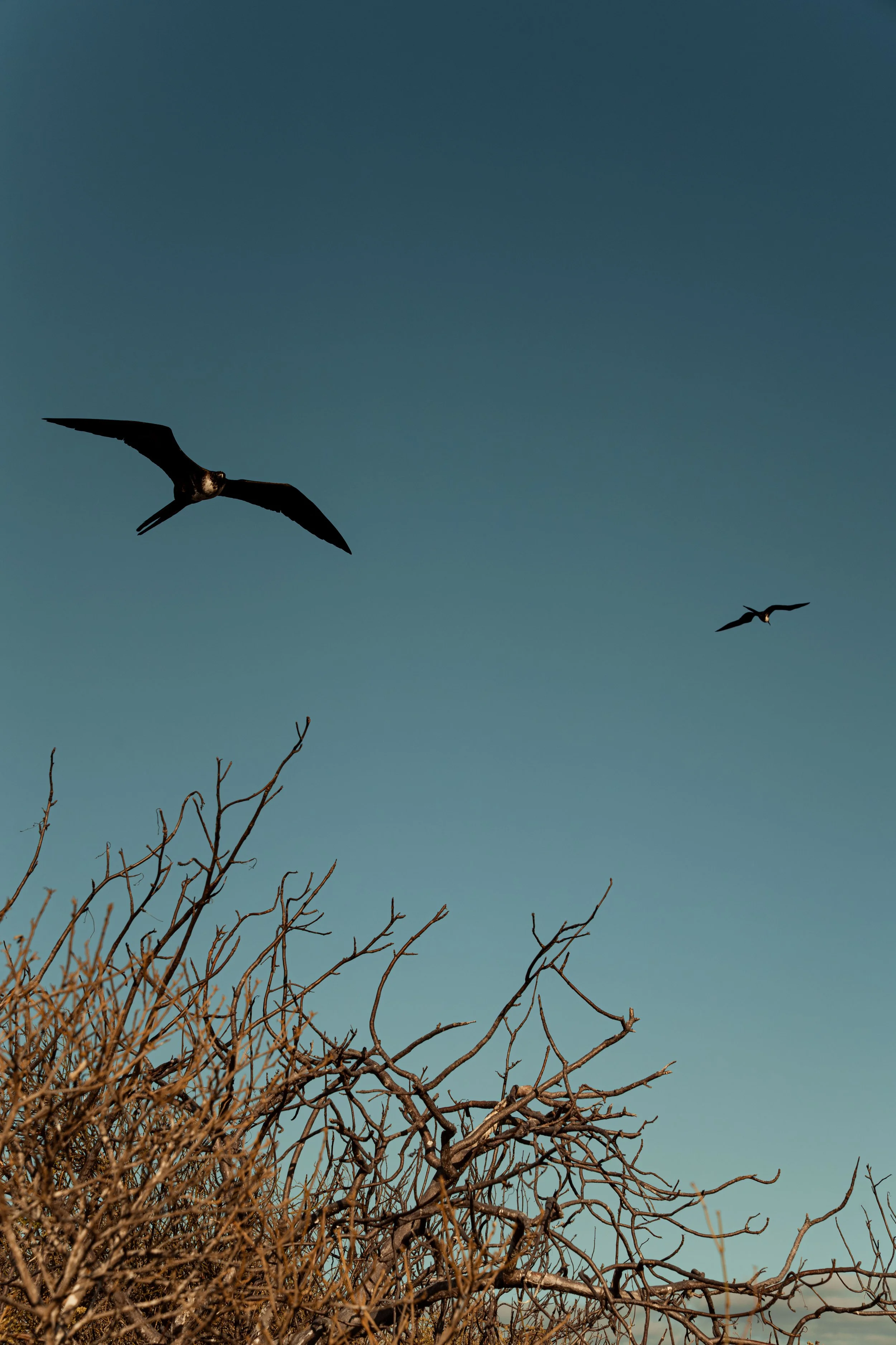 Galapagos-59.jpg