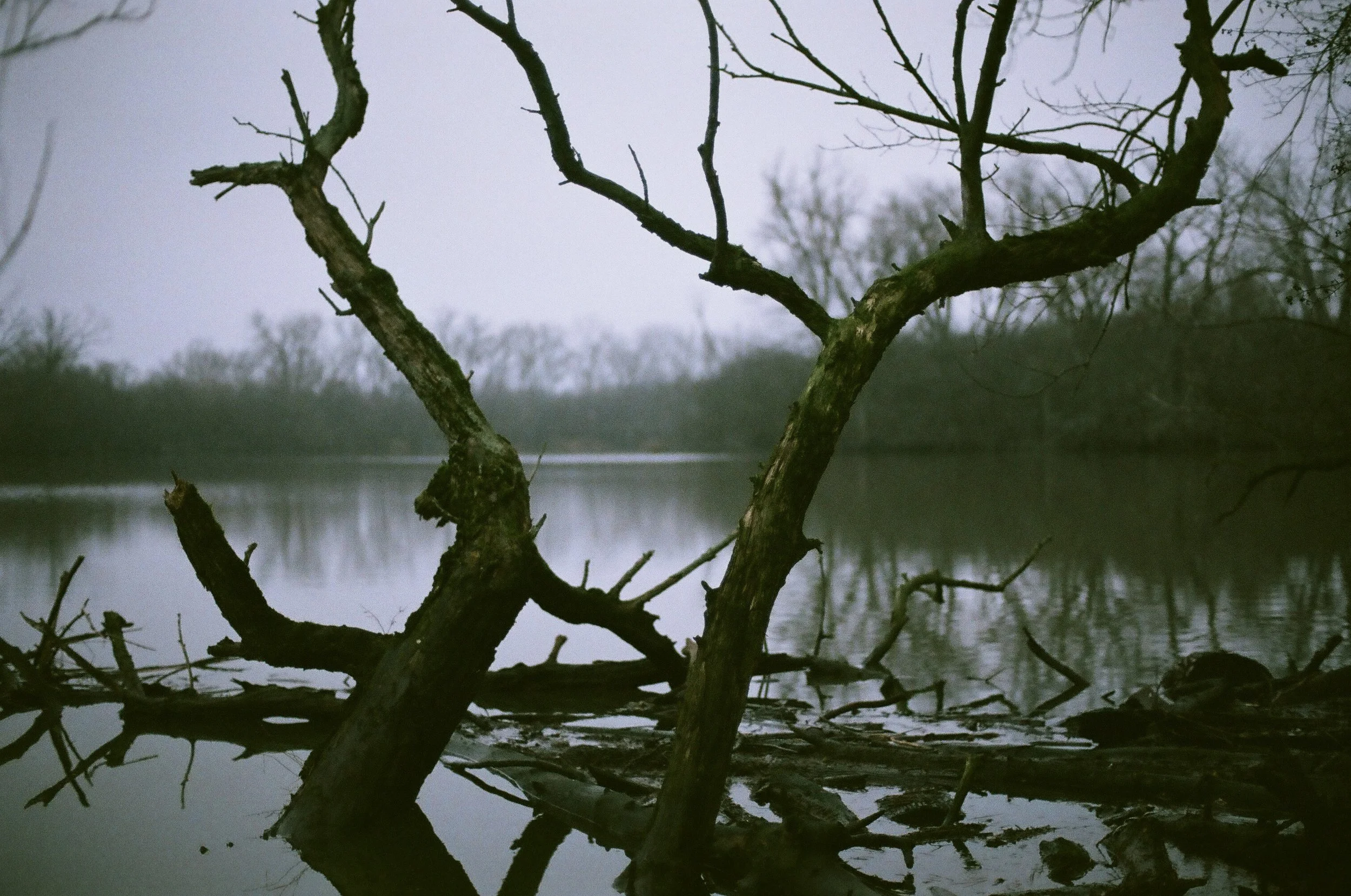 A leafless tree leaning over a calm body of water, with its branches extending upwards and reflections visible on the water's surface, under an overcast sky.