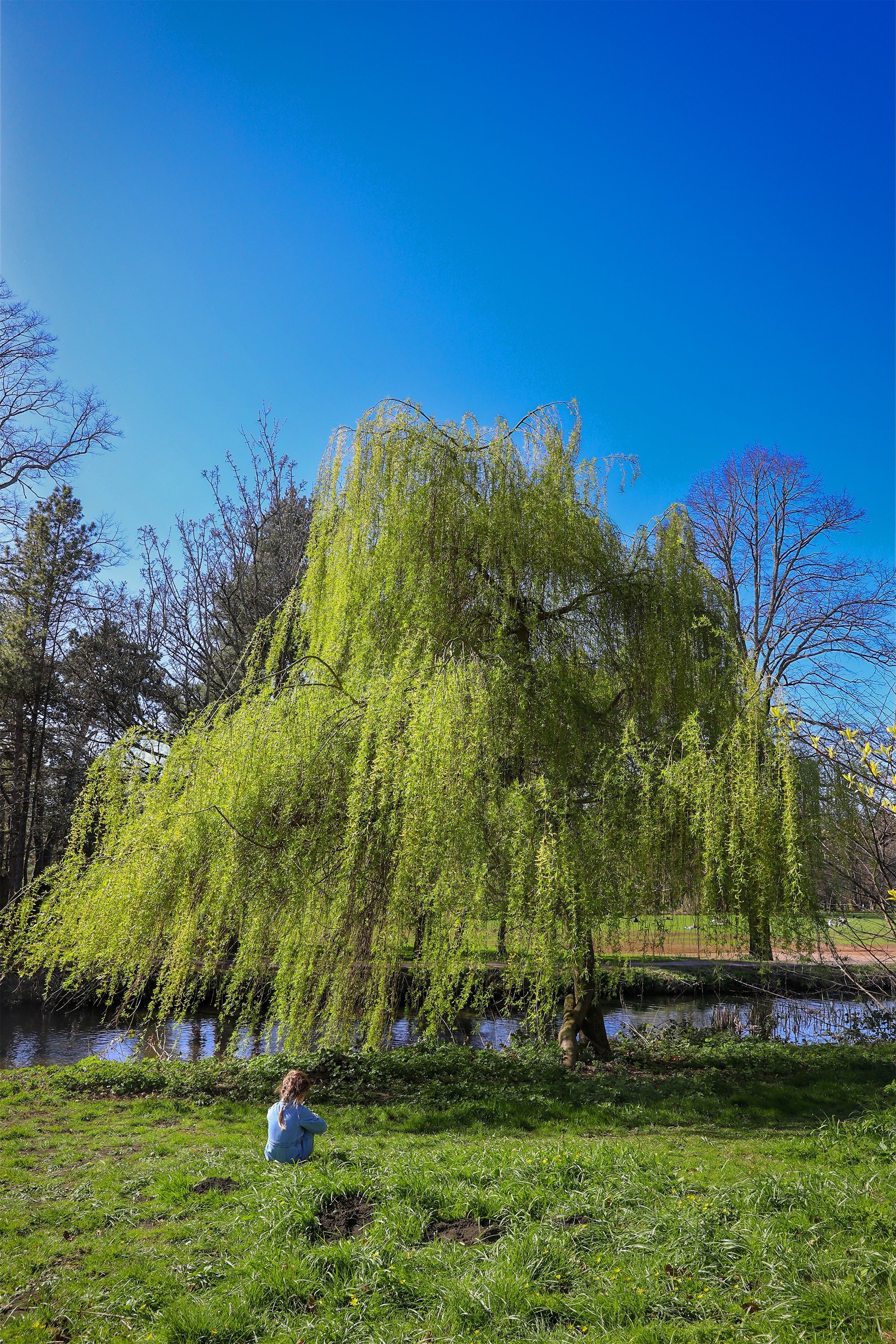 Tree.jpg