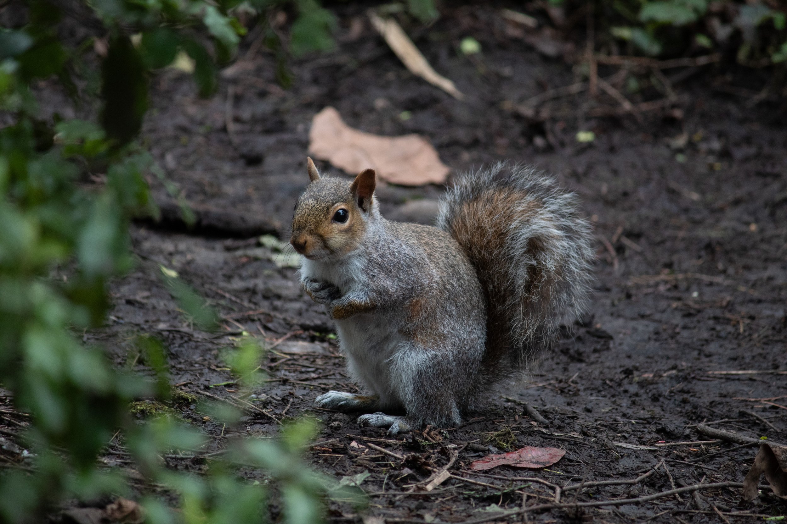 IMG_0081 raw.jpg