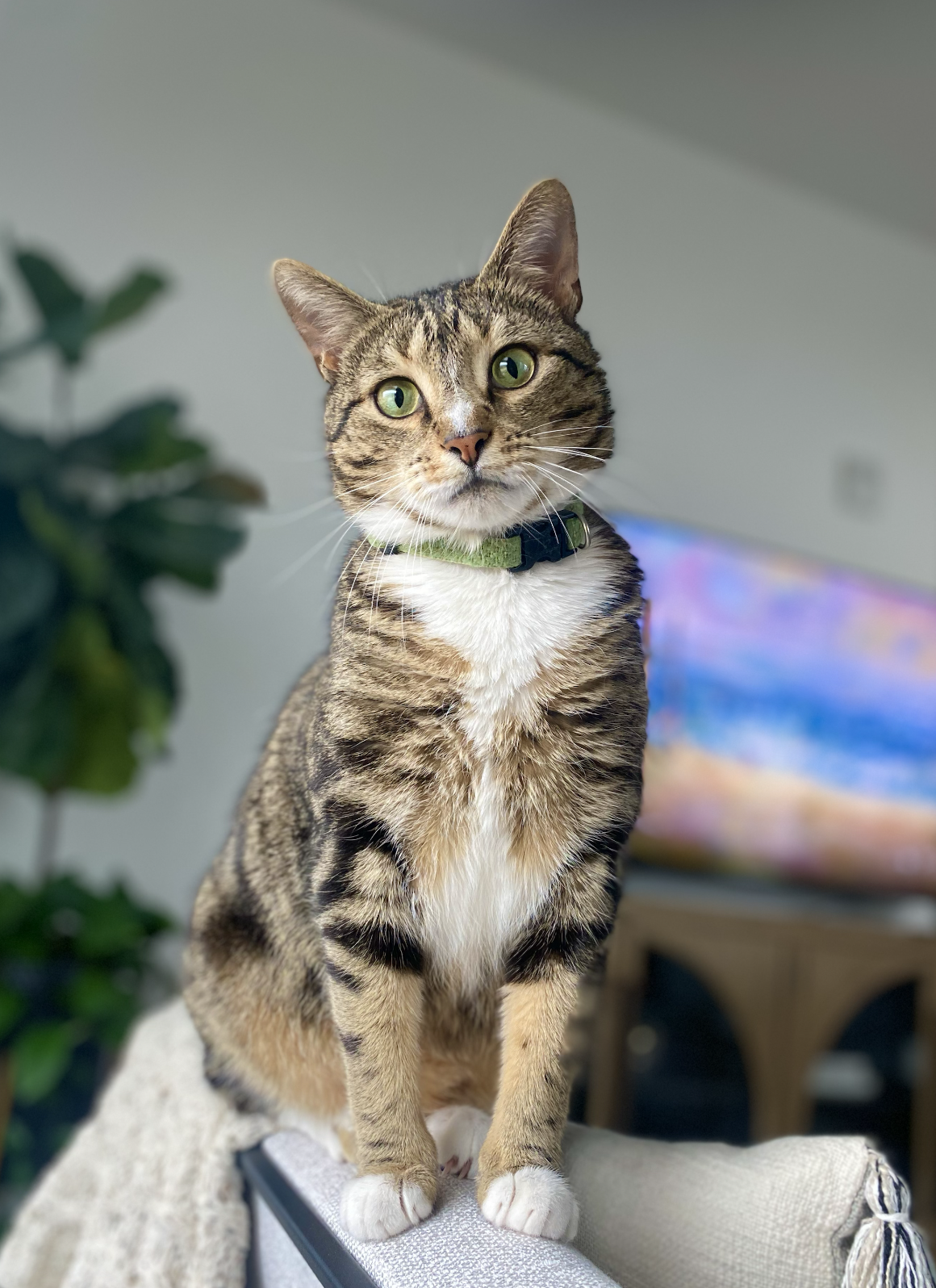 Screenshot 2025-04-11 at 11.47.53 AM.png