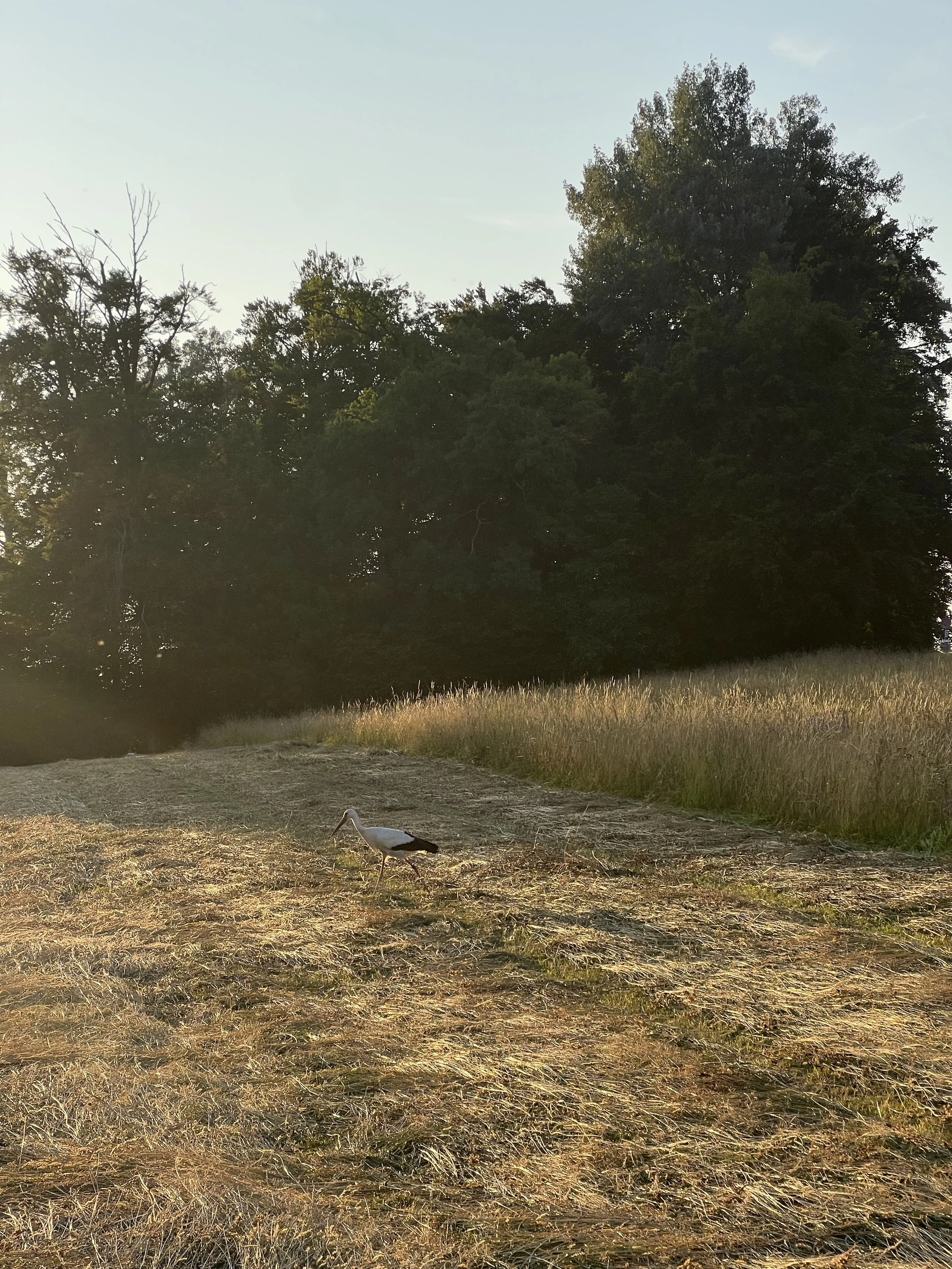 Kinderwunsch und Sexualität