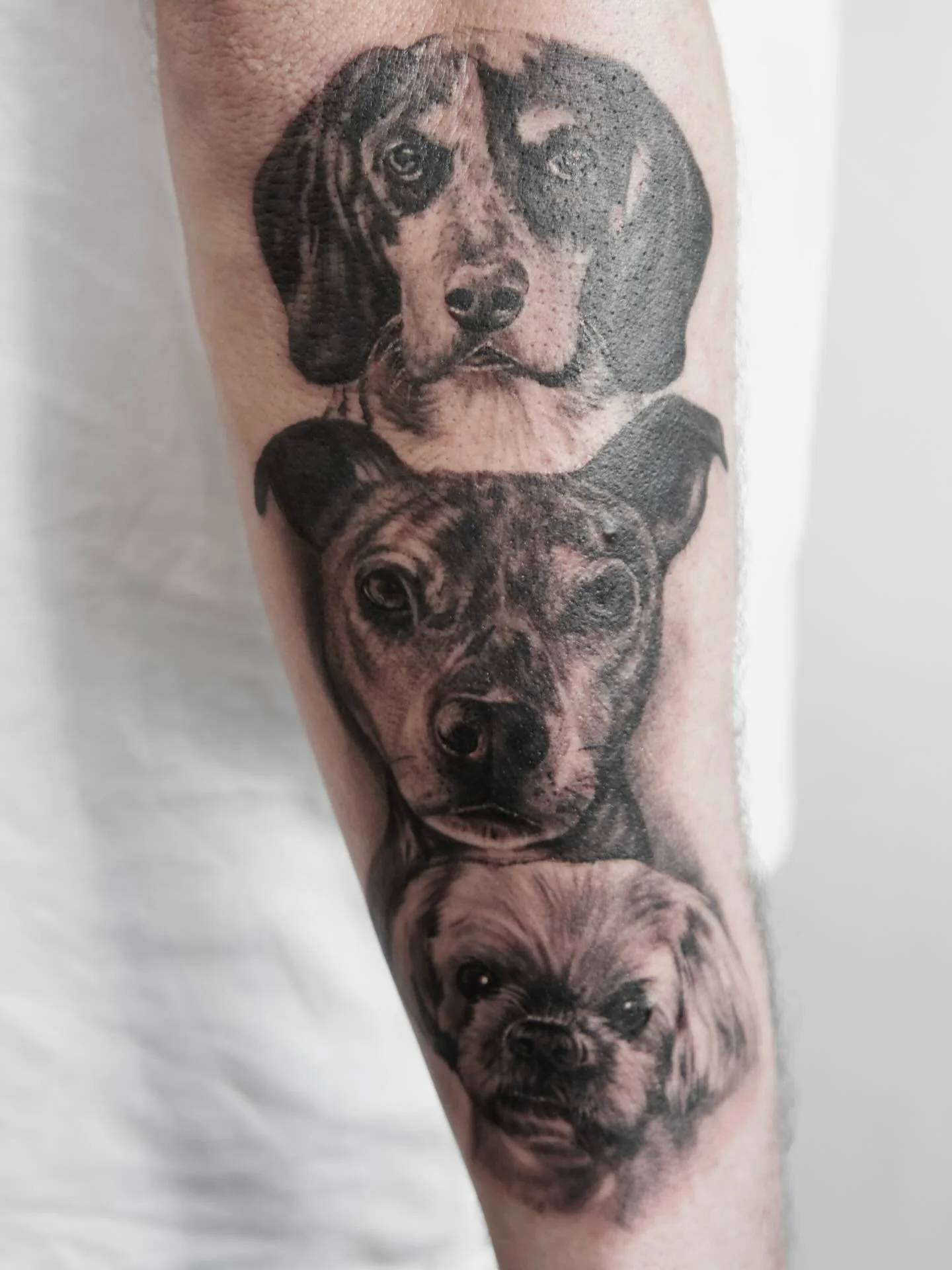 An amazing pet sleeve from Steve🐾🖤

📌 @stevetuckertattoos 
📧For bookings, email Steve: steve@almostangels.co.uk