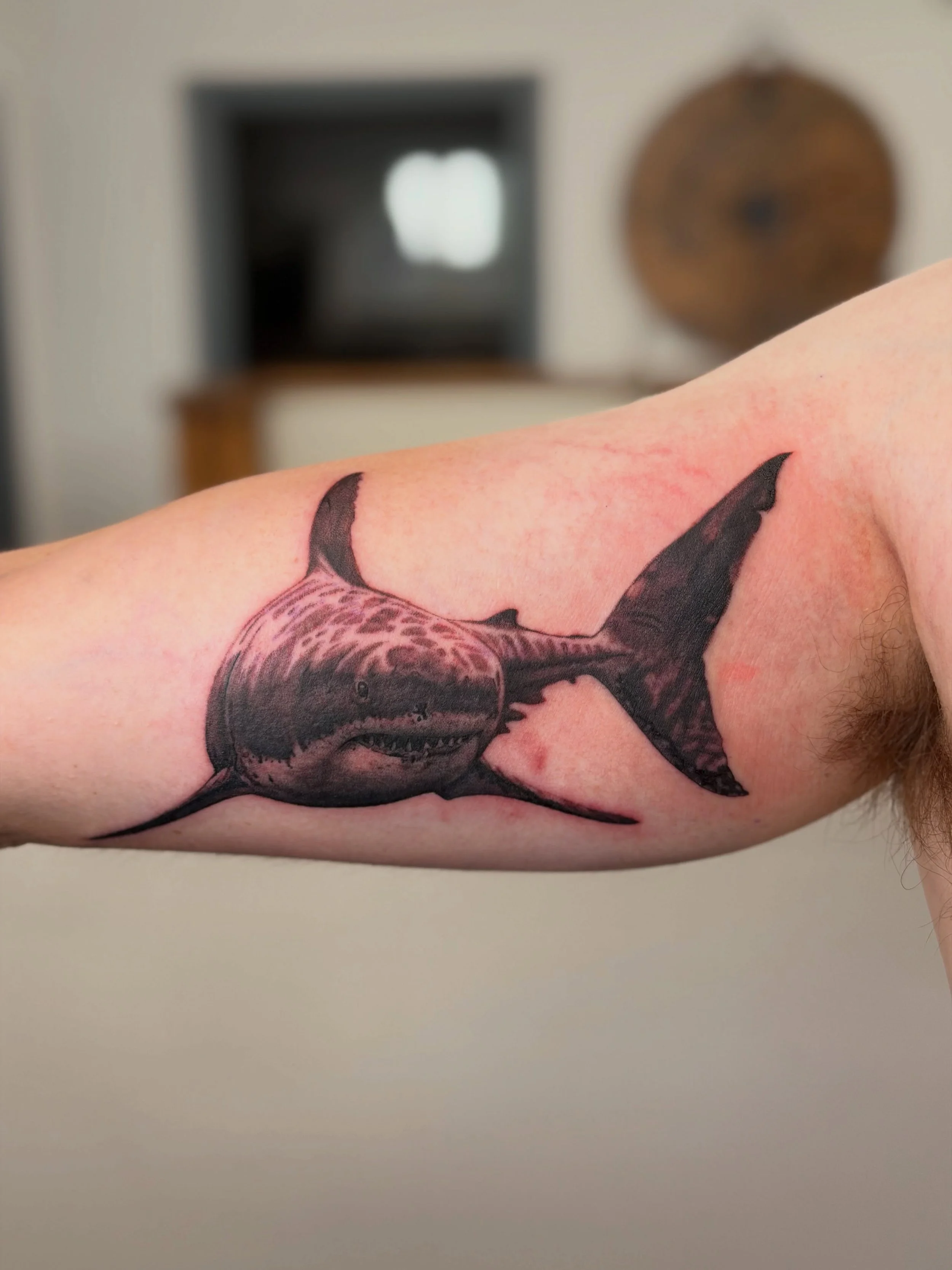 Epic great white deign of mine for @j4mi3_m4r5h36 

@aatattoofamily 

#tattoos #illustrativetattoos #illustraive #realism #blackngreytattoos