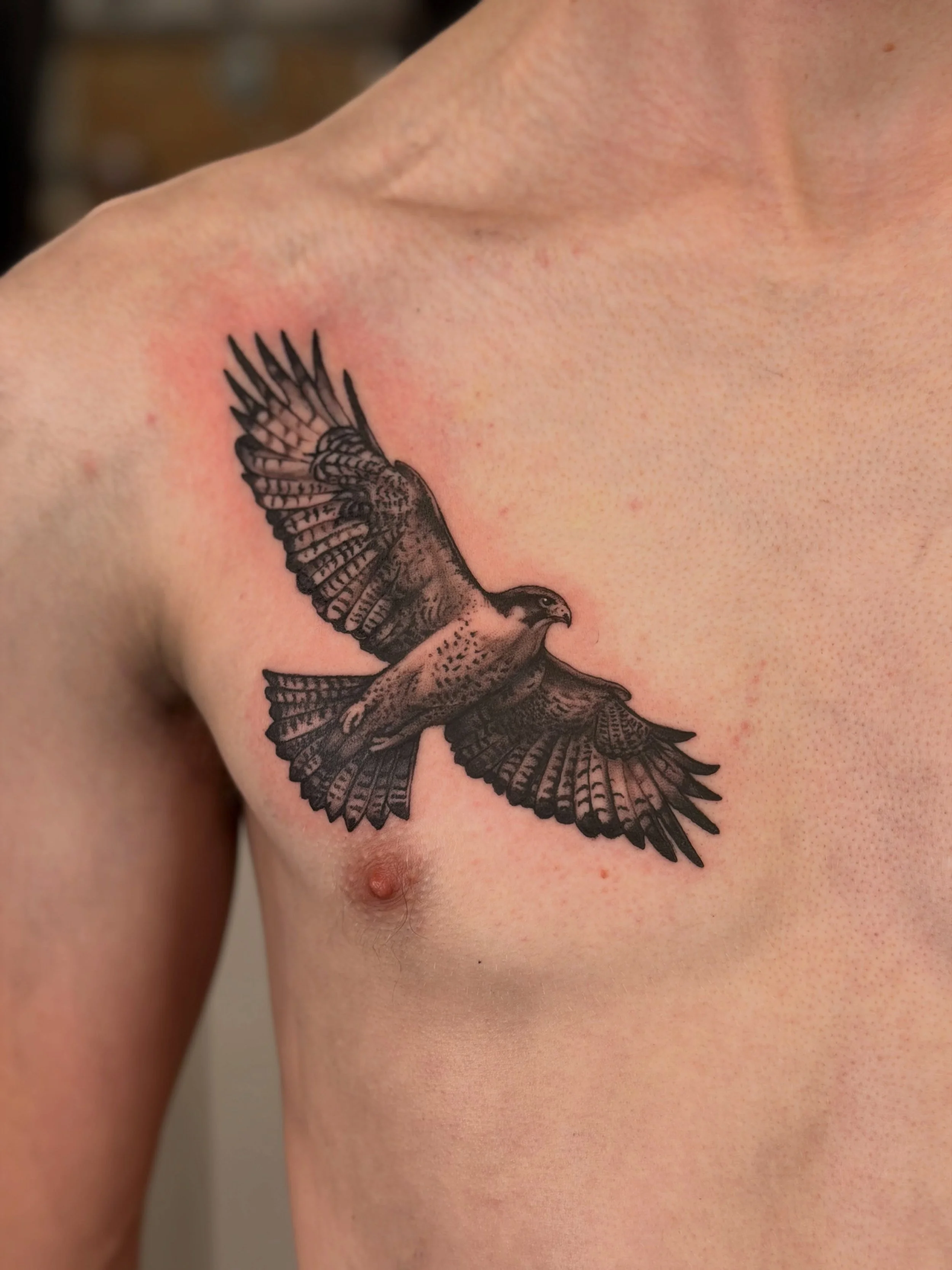 Peregrine Falcon for @callumhallgarth_08 

@aatattoofamily 

@kwadron 
@magicmoon_tattoo_supply 
@dynamictattoosupply 
@bishoprotary 
@tattooproton 
@protonstencillatam 
@hornetarttattoosupply 

#tattooartist #blackngreytattoo #blackngrey #blackngrey