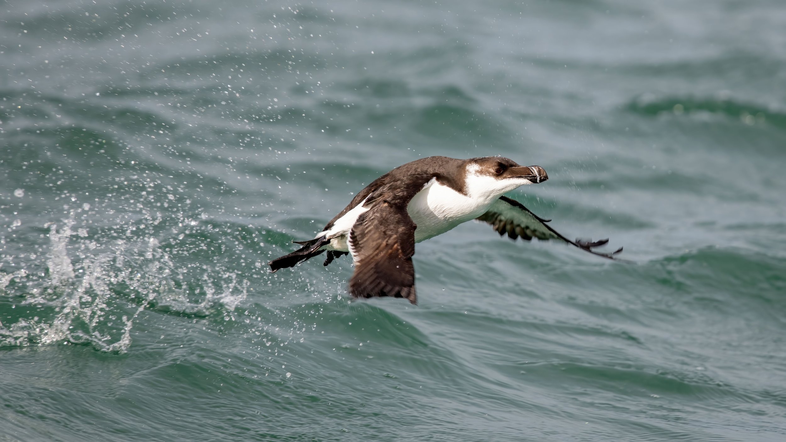 close-up-of-a-razorbill-bird-flying-over-the-ocean-2023-11-27-04-51-44-utc.jpg
