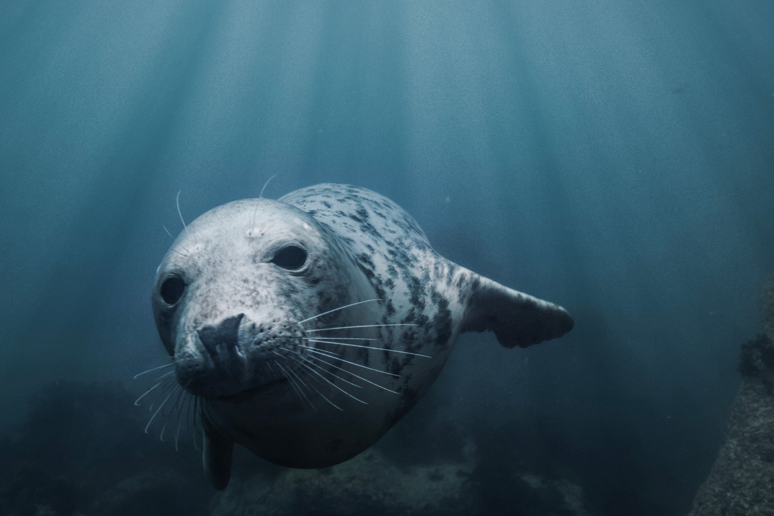 closeup-of-a-grey-seal-swimming-underwater-in-tran-2023-11-27-05-36-42-utc.jpg