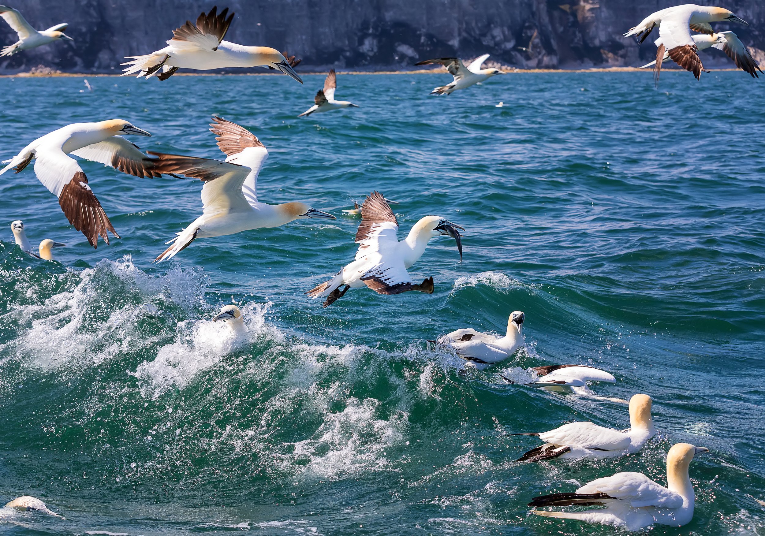 northern-gannets-trying-to-catch-fish-in-the-north-2022-11-01-06-33-14-utc.jpg