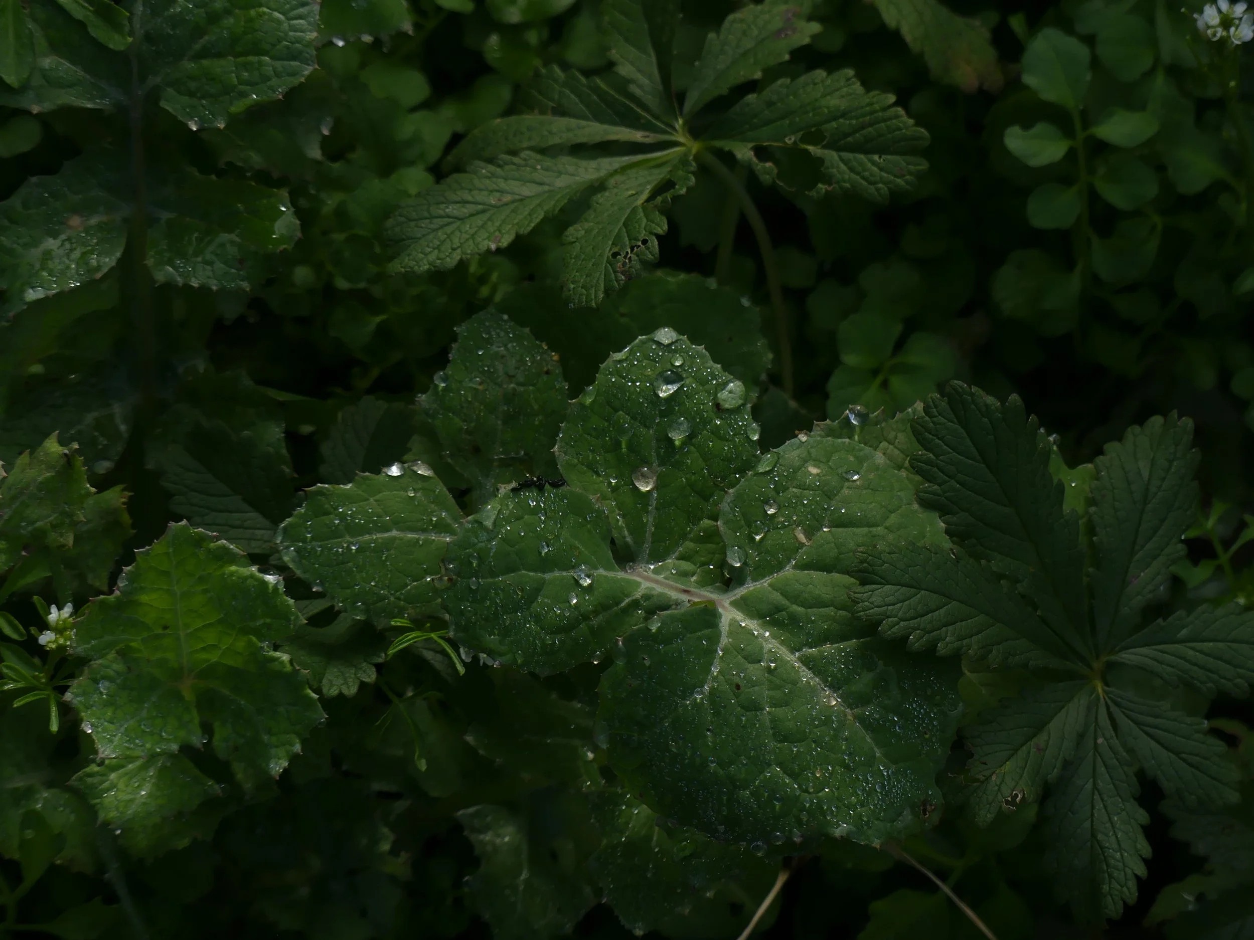 Feuilles vertes avec des gouttes d'eau