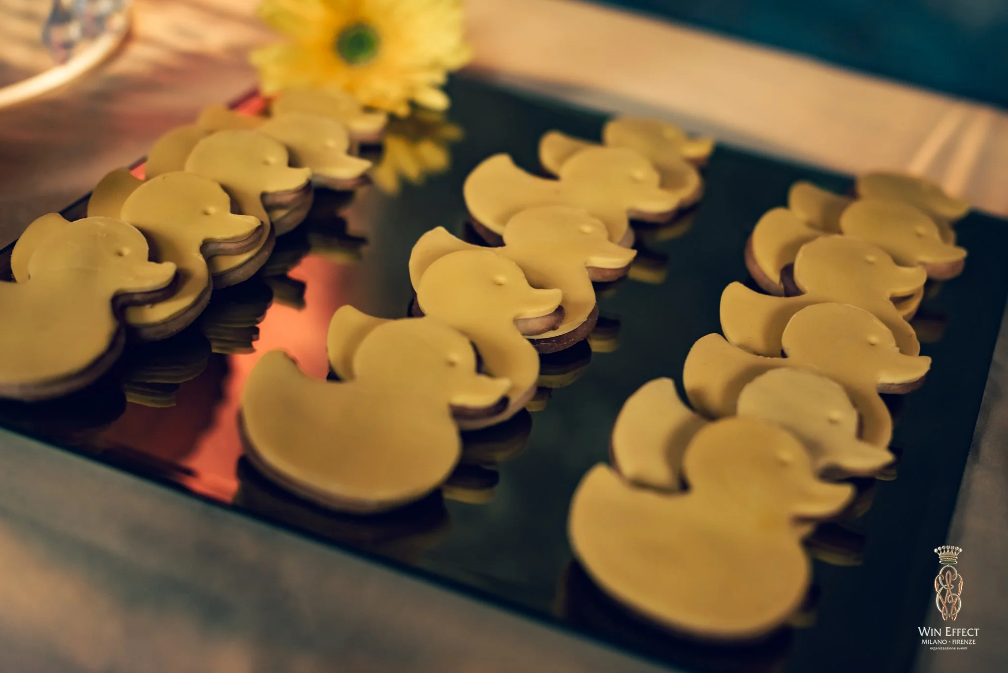 2023-06-14 ulisse albiati mandarinaduck WE00003.jpg