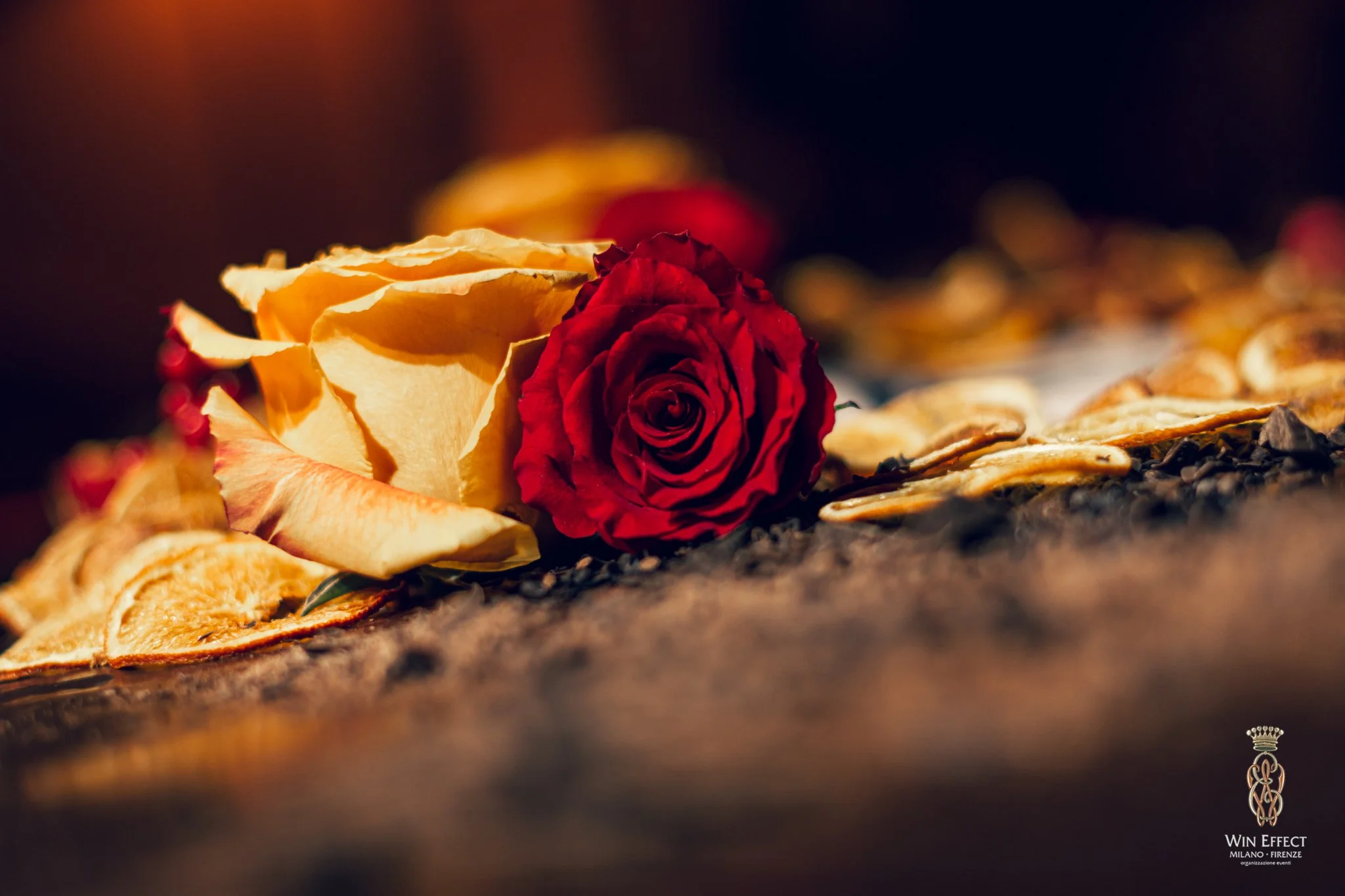 2022-12-15 Tepidarium Logo WinEffect 00197.jpg