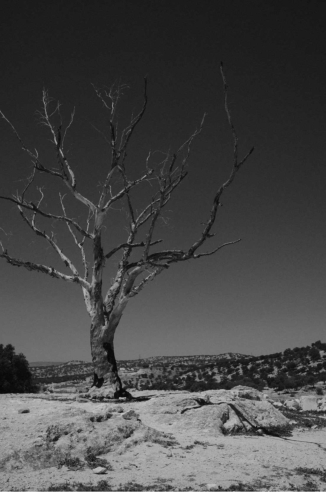 Arbre seul en terrain rocheux, paysage désertique, ciel sombre, en noir et blanc.