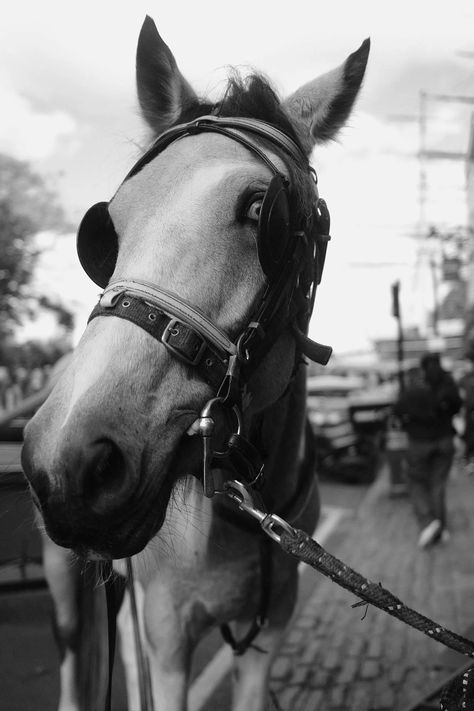 Un cheval portant une muselière et un capteur d'oreille, tenu en laisse, dans une rue.