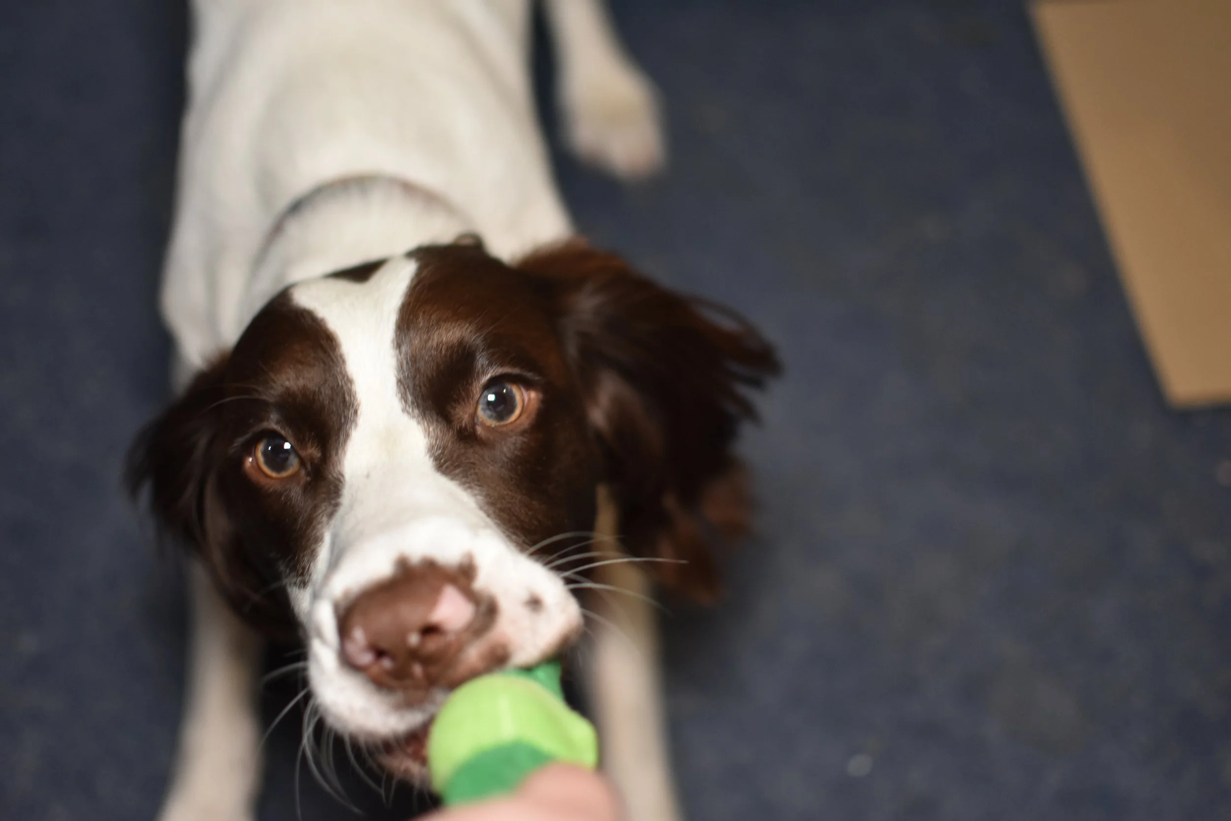 A brown and white dog with expressive eyes playing with a green tennis ball indoors on a dark carpeted floor.