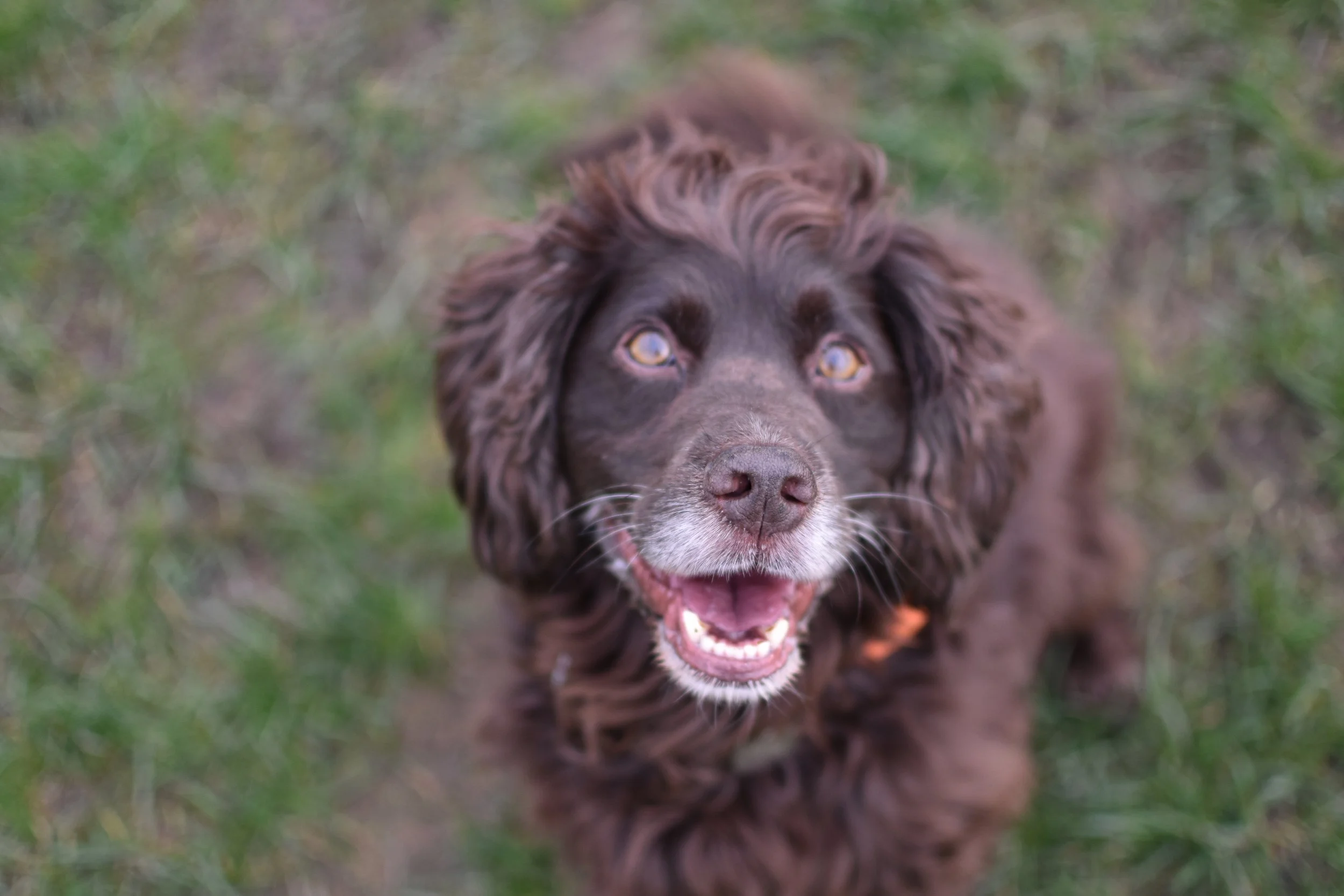 Close-up of a brown dog with curly fur looking up at the camera with a happy expression on grassy ground.