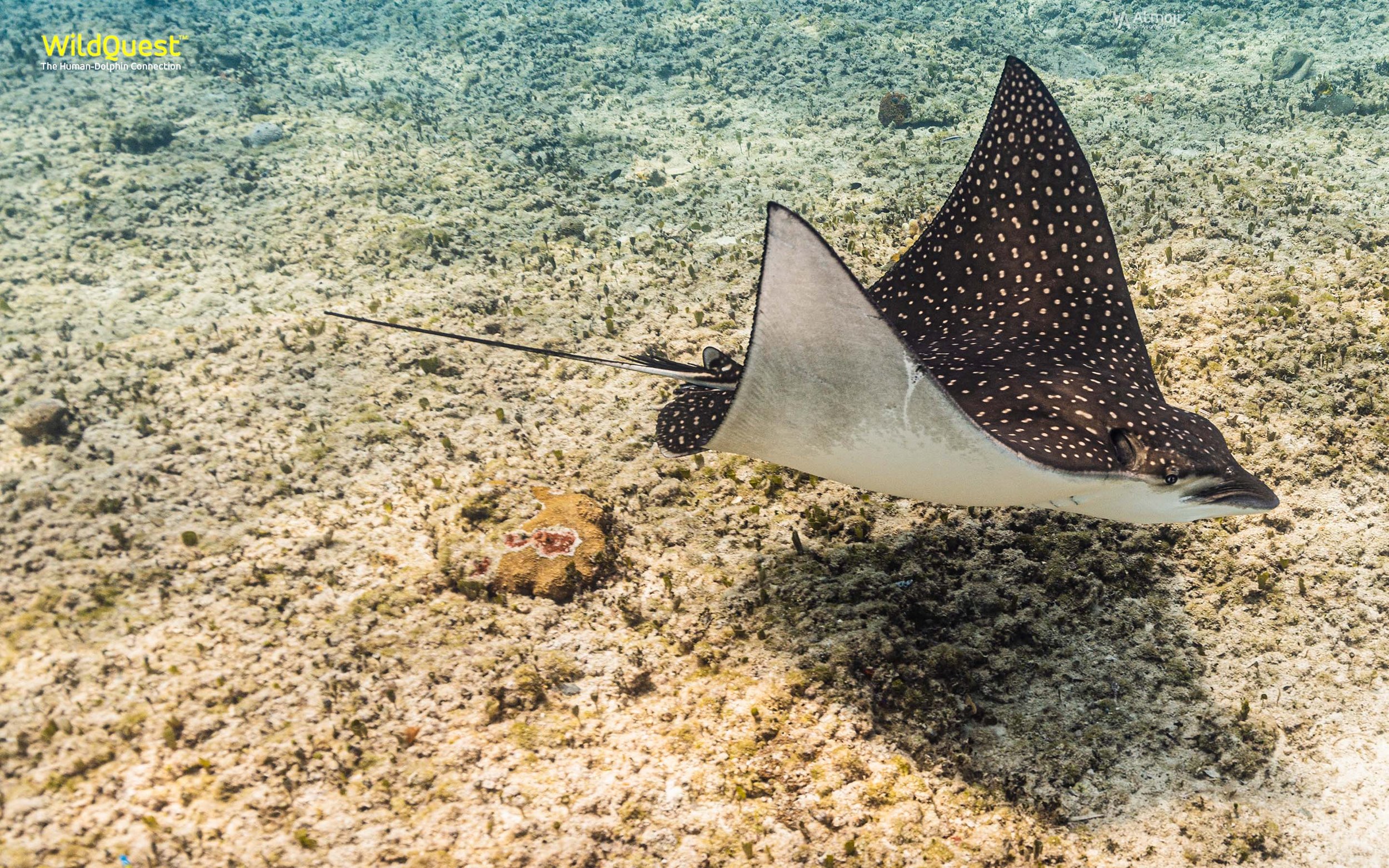 DOLPHIN STING RAY.jpg