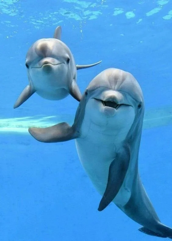 999 dolphin & baby.jpg