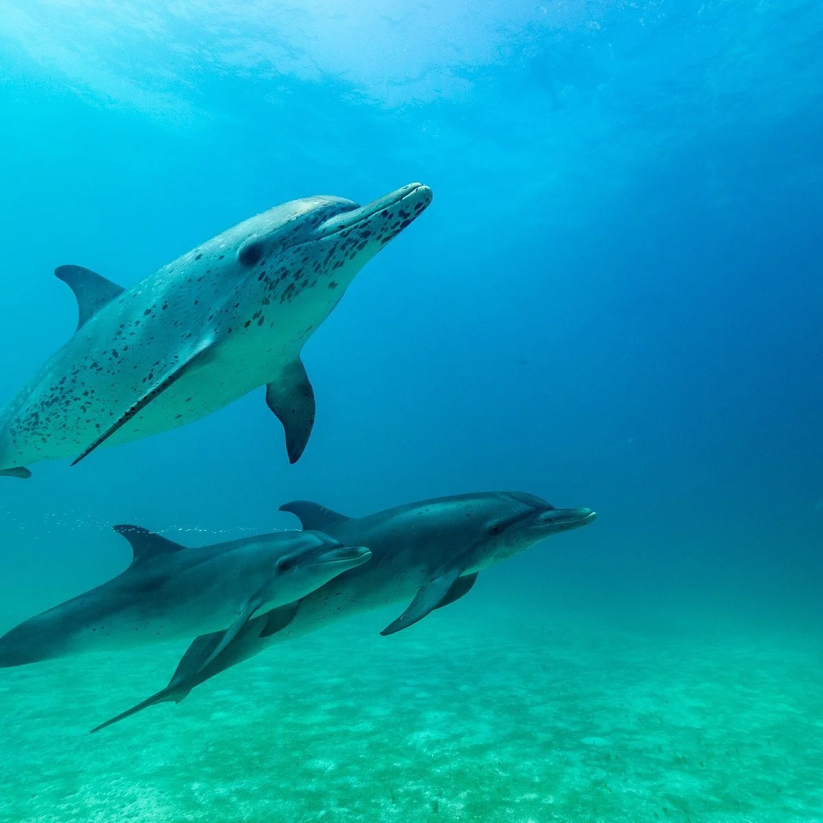 dolphin retreat bimini dolphins.jpg