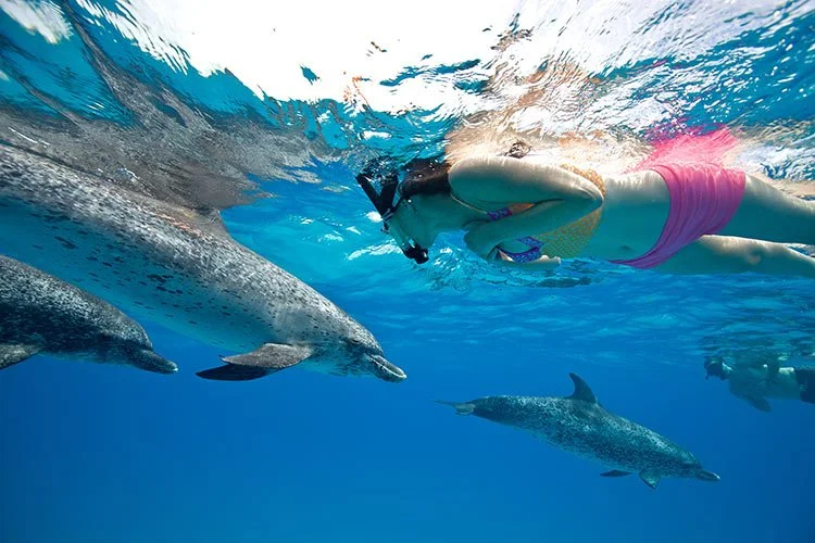 DOLPHIN SNORKELLING.jpg