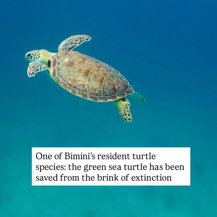 DOLPHIN RETREAT GREEN TURTLE.JPG