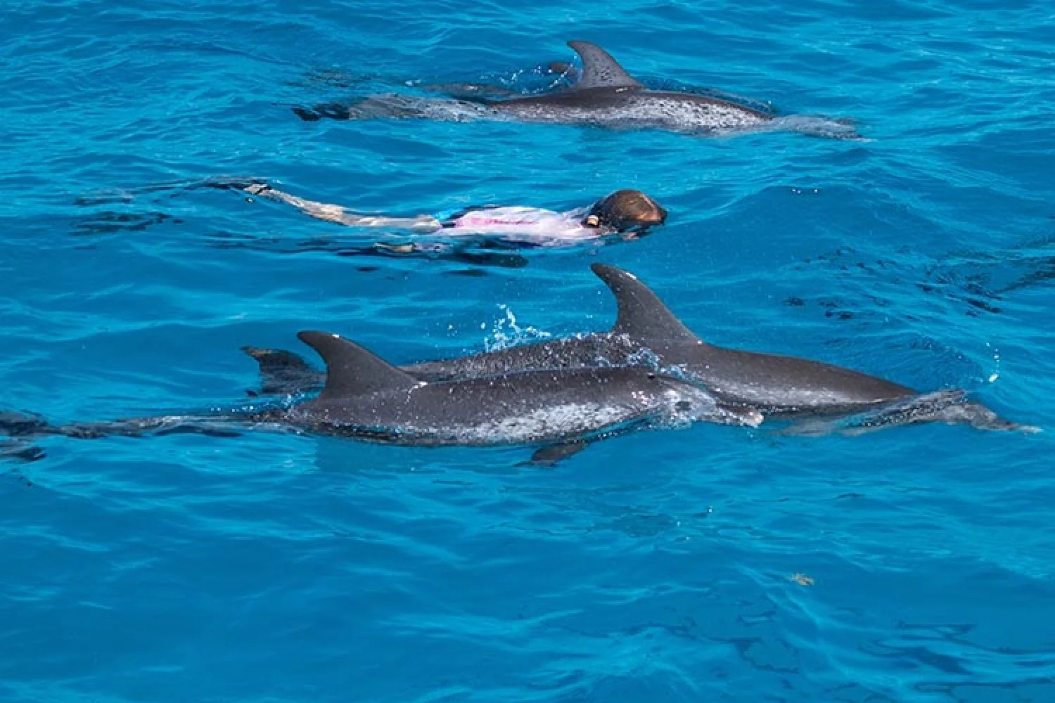 DOLPHIN DOLPHIN JUMPING.jpg