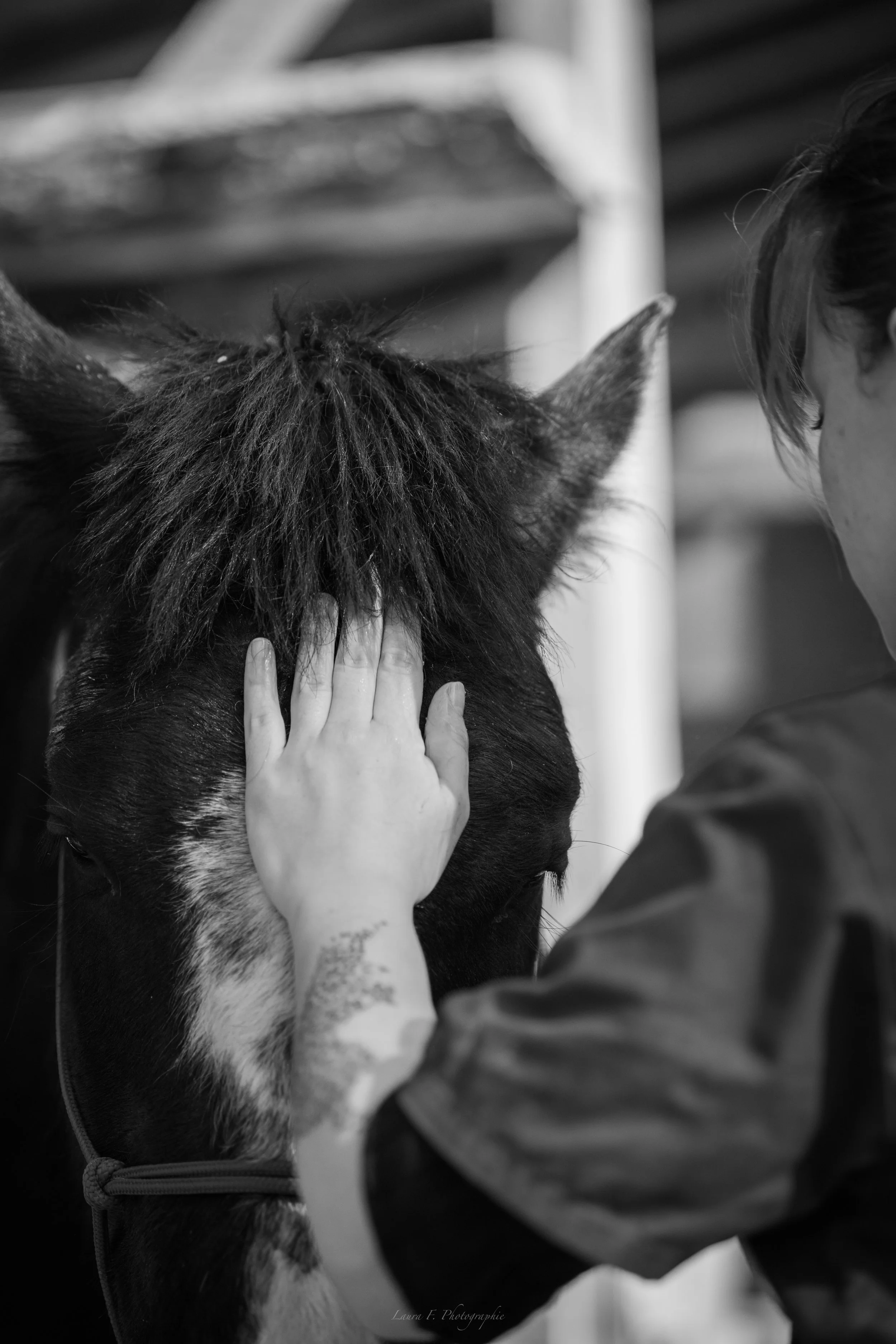 Une personne caressant une tête de cheval. La scène est en noir et blanc.