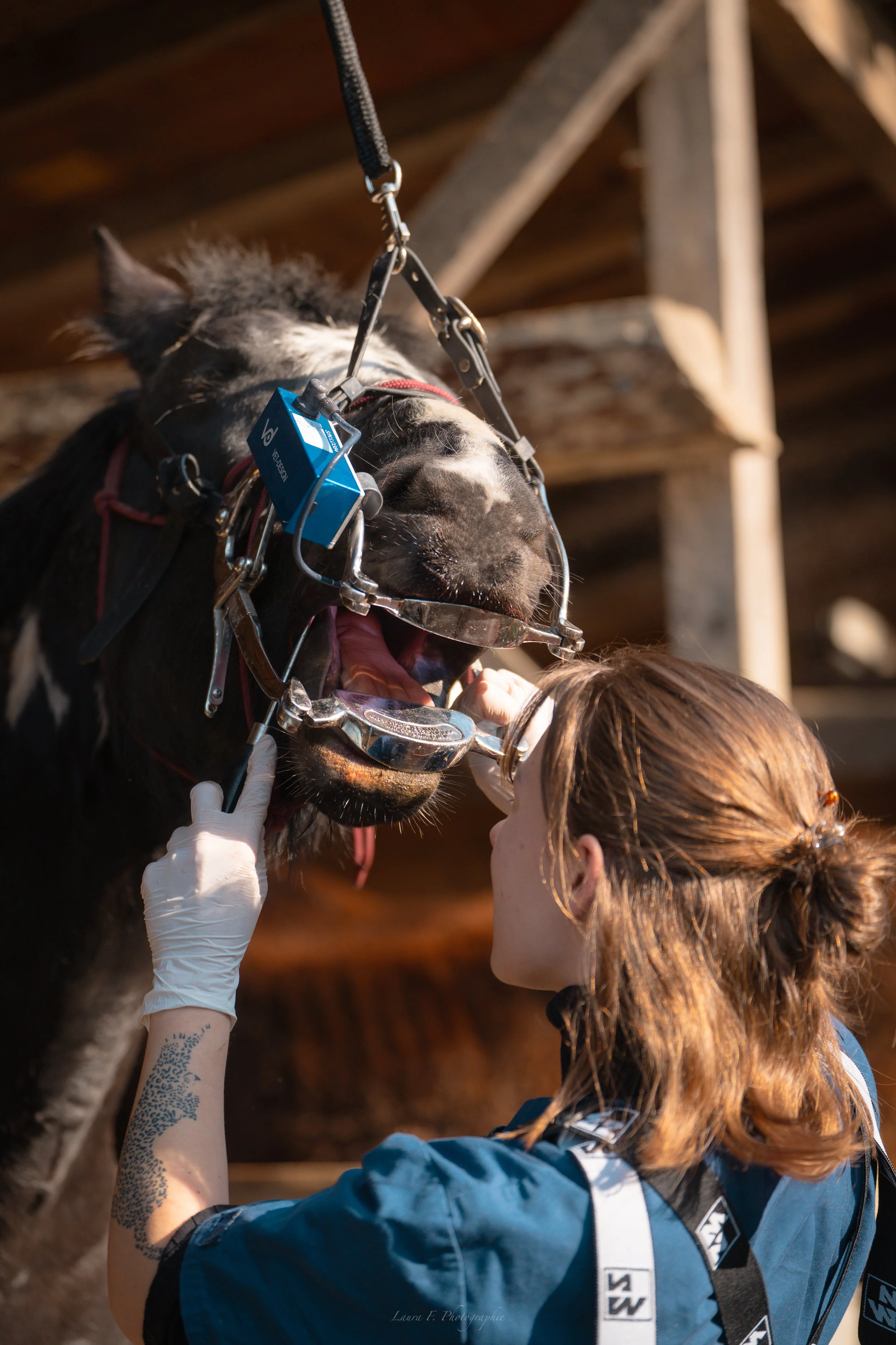 Une femme portant un gant en latex ajuste le dispositif de respiration d'un cheval dans une étable en bois.