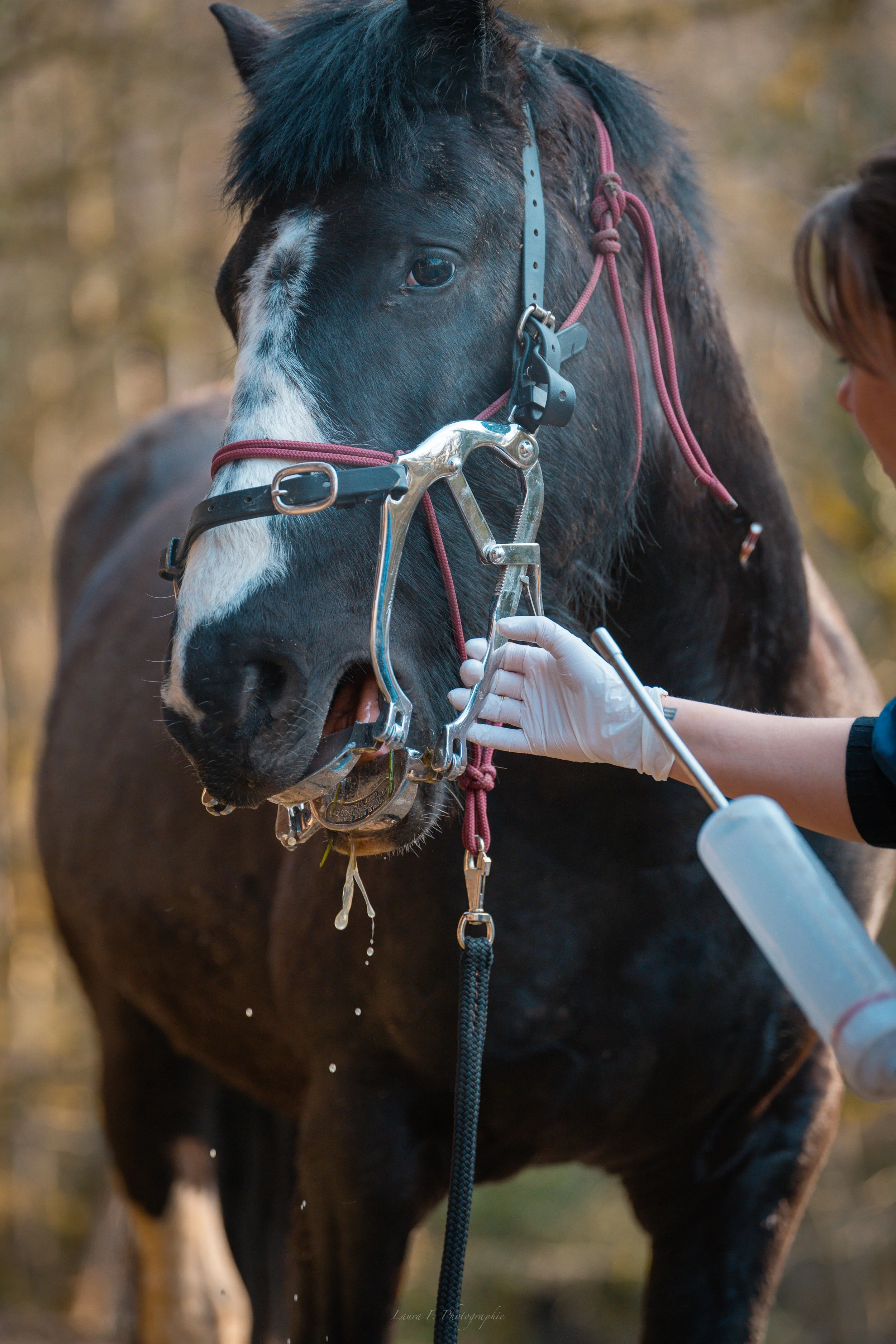 Un cheval noir avec une tache blanche sur le visage reçoit des soins d'une personne portant des gants en latex, avec un environnement naturel en arrière-plan.