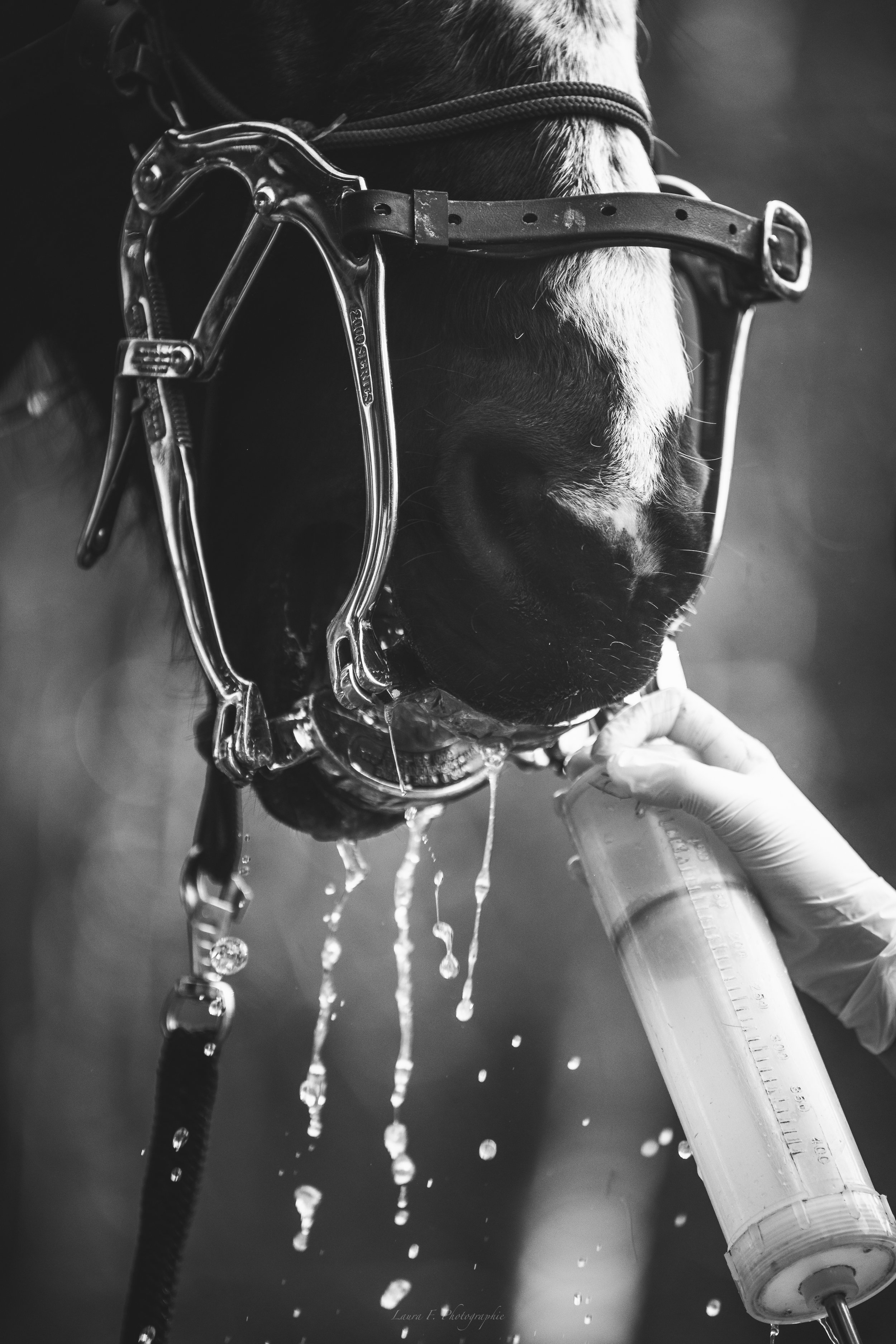 Un cheval portant un harnais en métal reçoit une injection ou un traitement médical, avec du liquide qui coule de sa bouche.